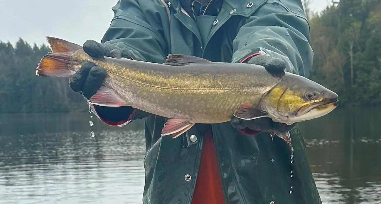 Person holding a large brook trout (Salvelinus fontinalis) over a body of water with a forested shoreline in the background.