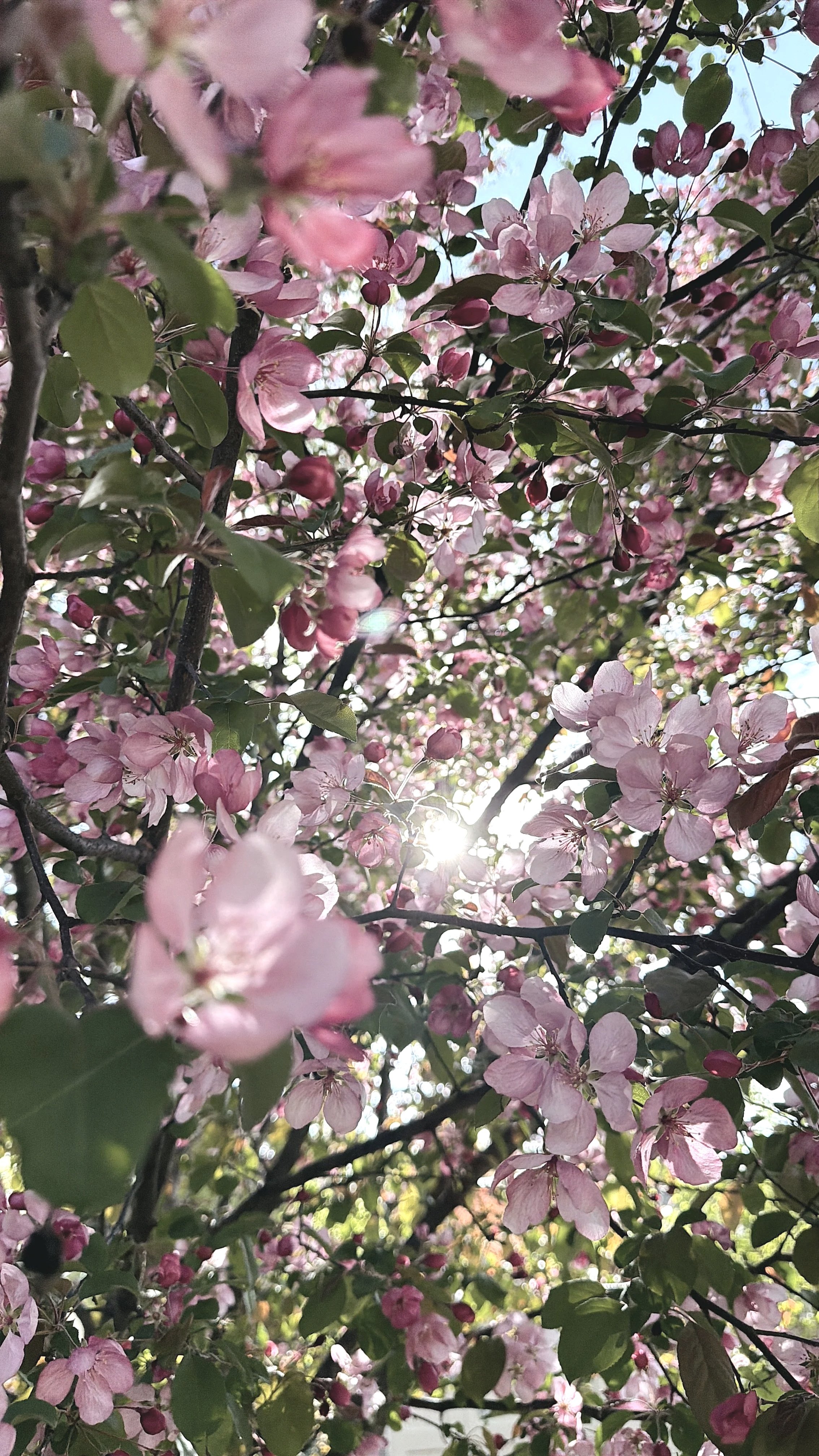 Close-up view of pink flowering árbol with leaves and sunlight shining through.