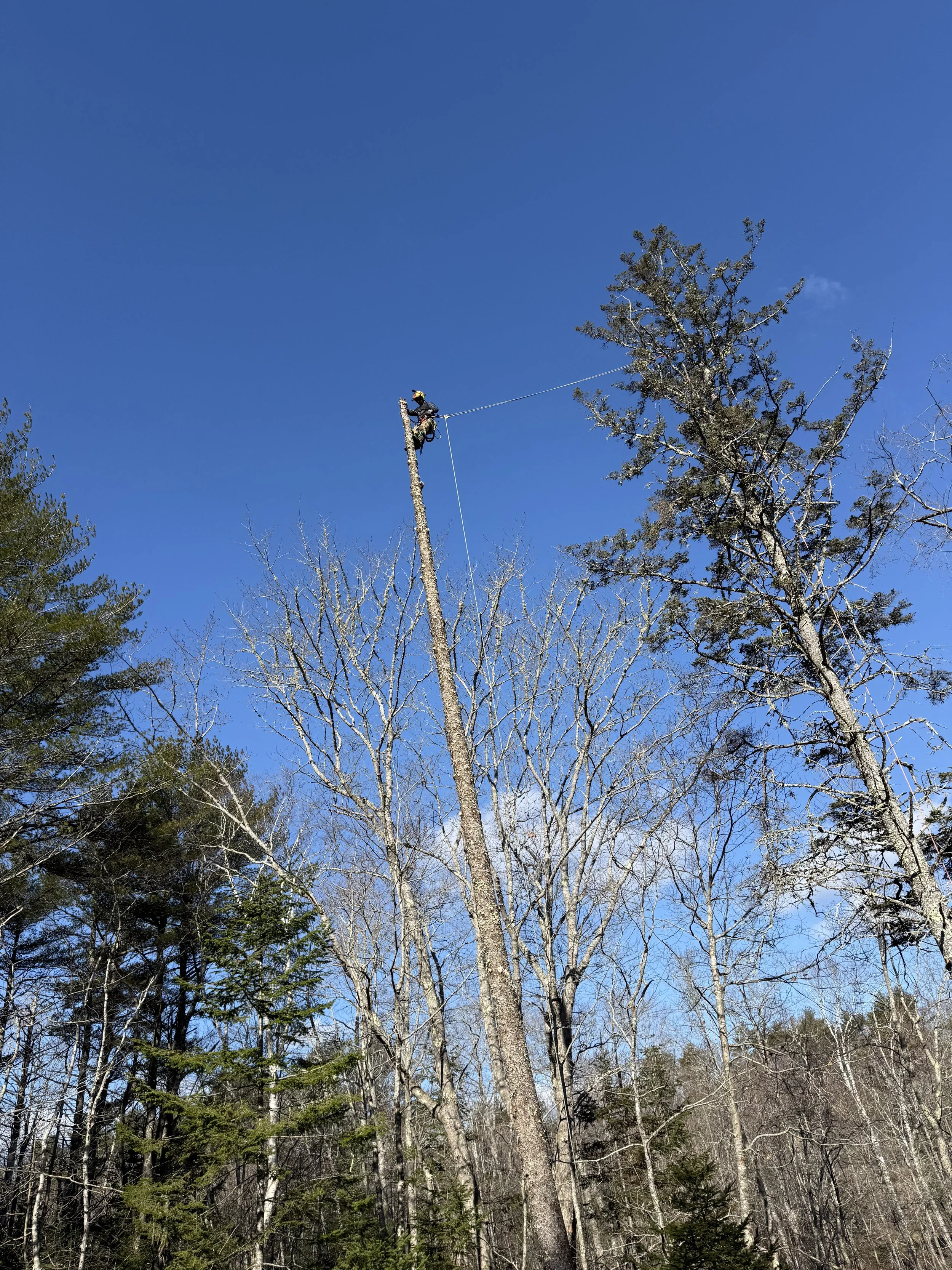 Arboriculture