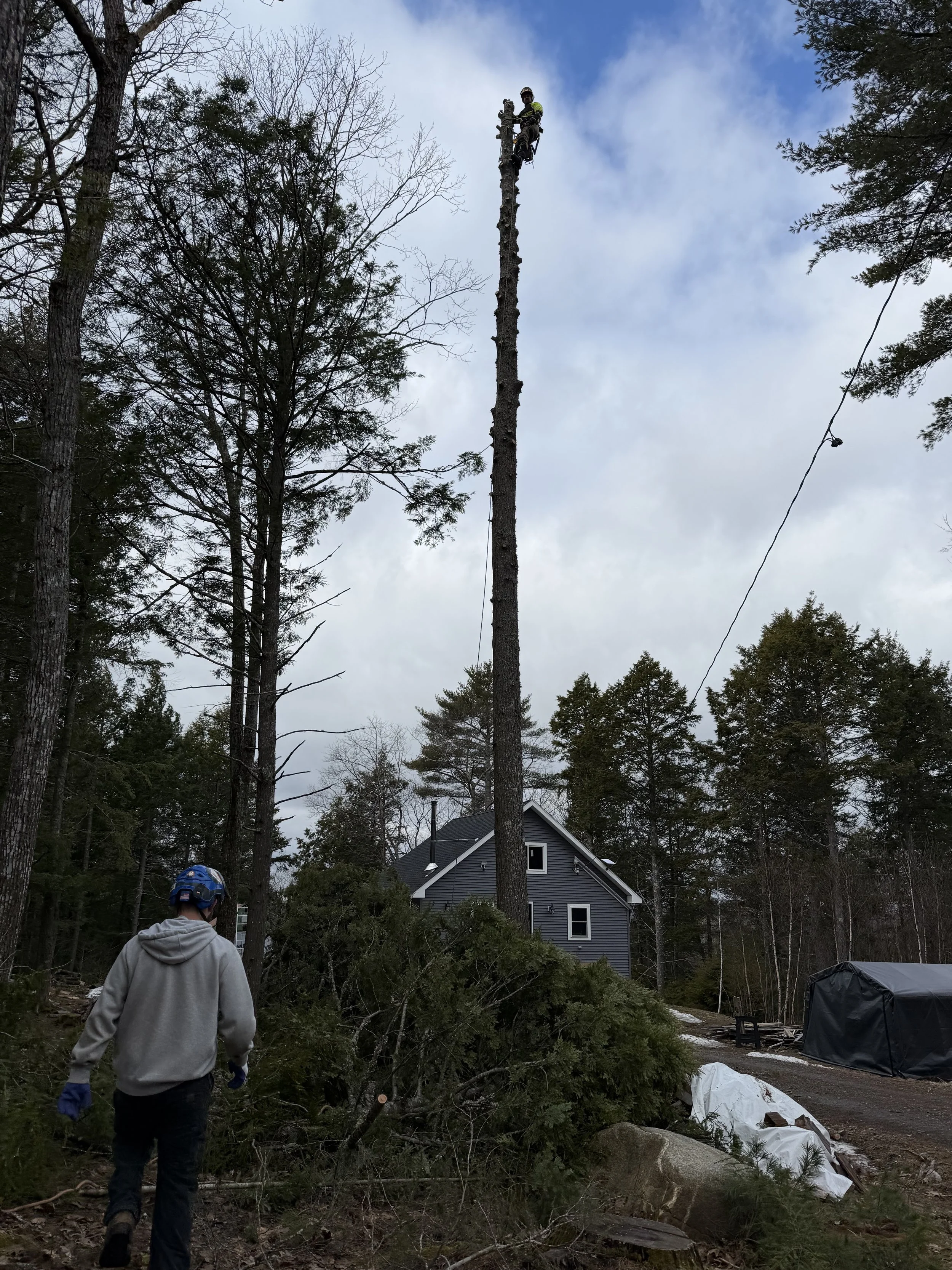Hazardous Tree Removal
