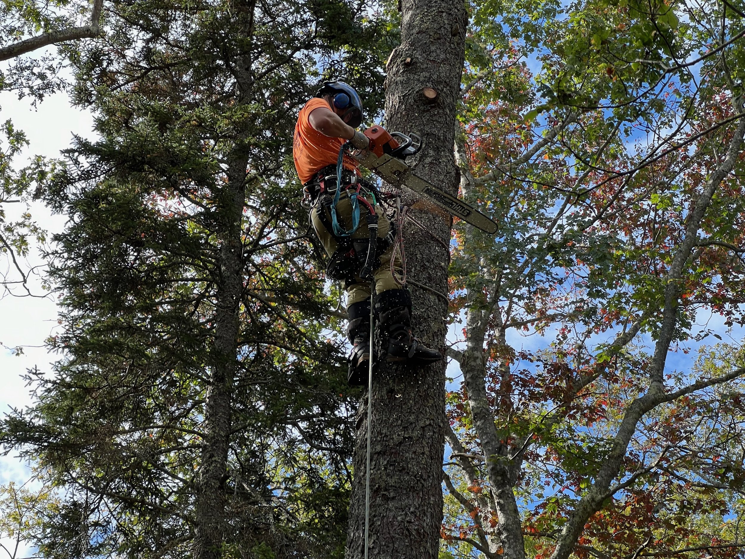 Cutting Trees