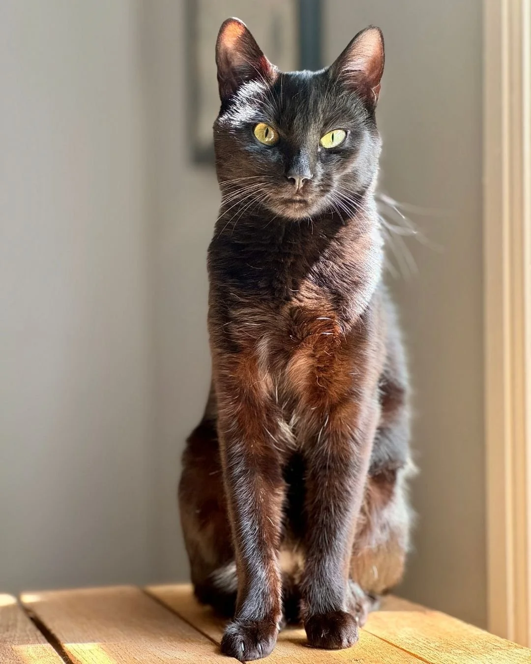 Jinx, AKA "Baby J" or "Jinxy," is a part-time goblin.
