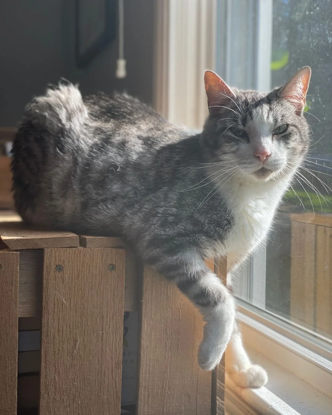 Rook, AKA "The Dude," is the oldest and he doesn't have a tail. He knows he's a good looking cat and he acts like it. 