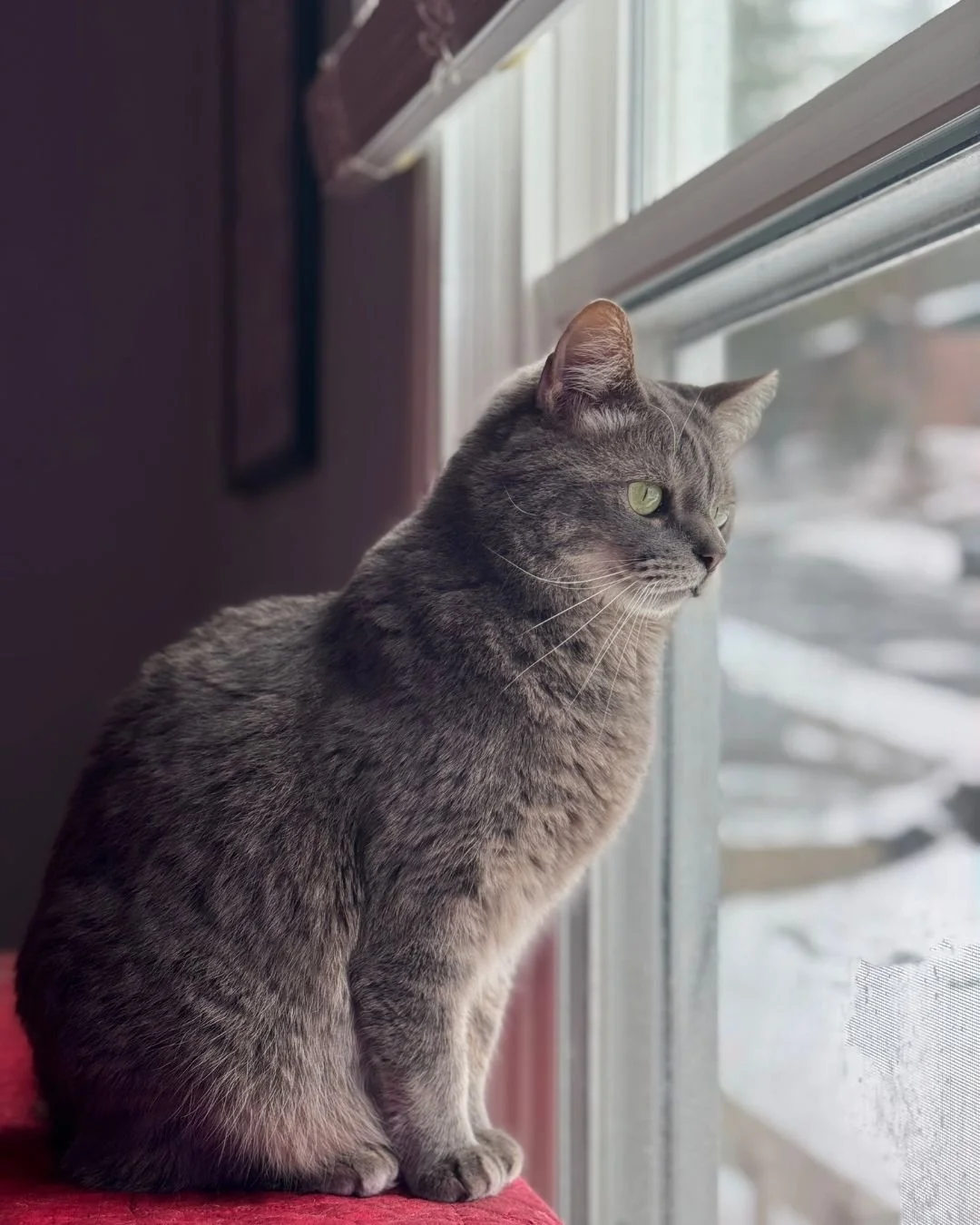 Mulder, AKA "Mo" or "Muldy," is a true scaredy cat and is convinced there's a conspiracy behind every closed door.