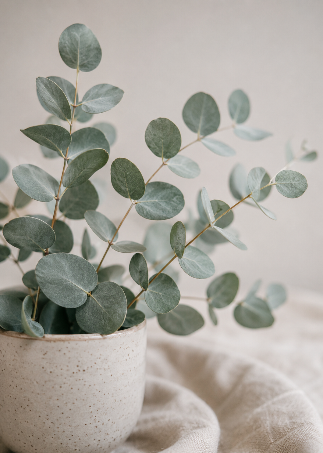 A potted plant with round, grey-green leaves in a beige speckled ceramic pot on soft fabric.