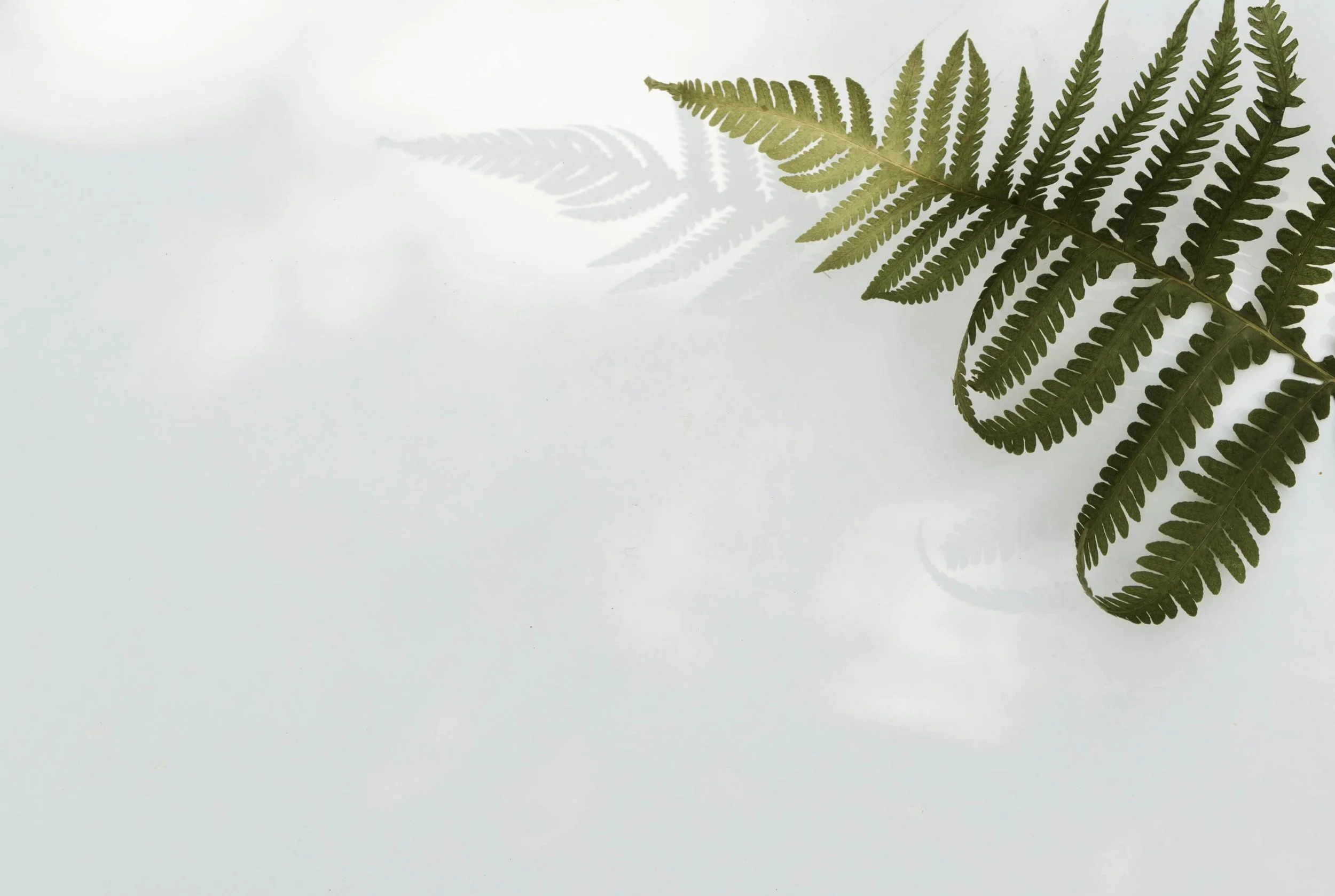 A green fern leaf with detailed fronds is on a white background, casting a shadow to the left.