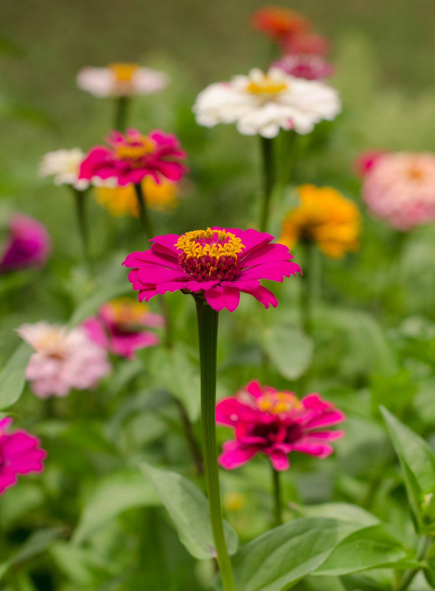 Colorful zinnia flowers in pink, white, yellow, and orange bloom among green leaves in a garden. Contact Dr. Jasper for a warm space to explore and grow.