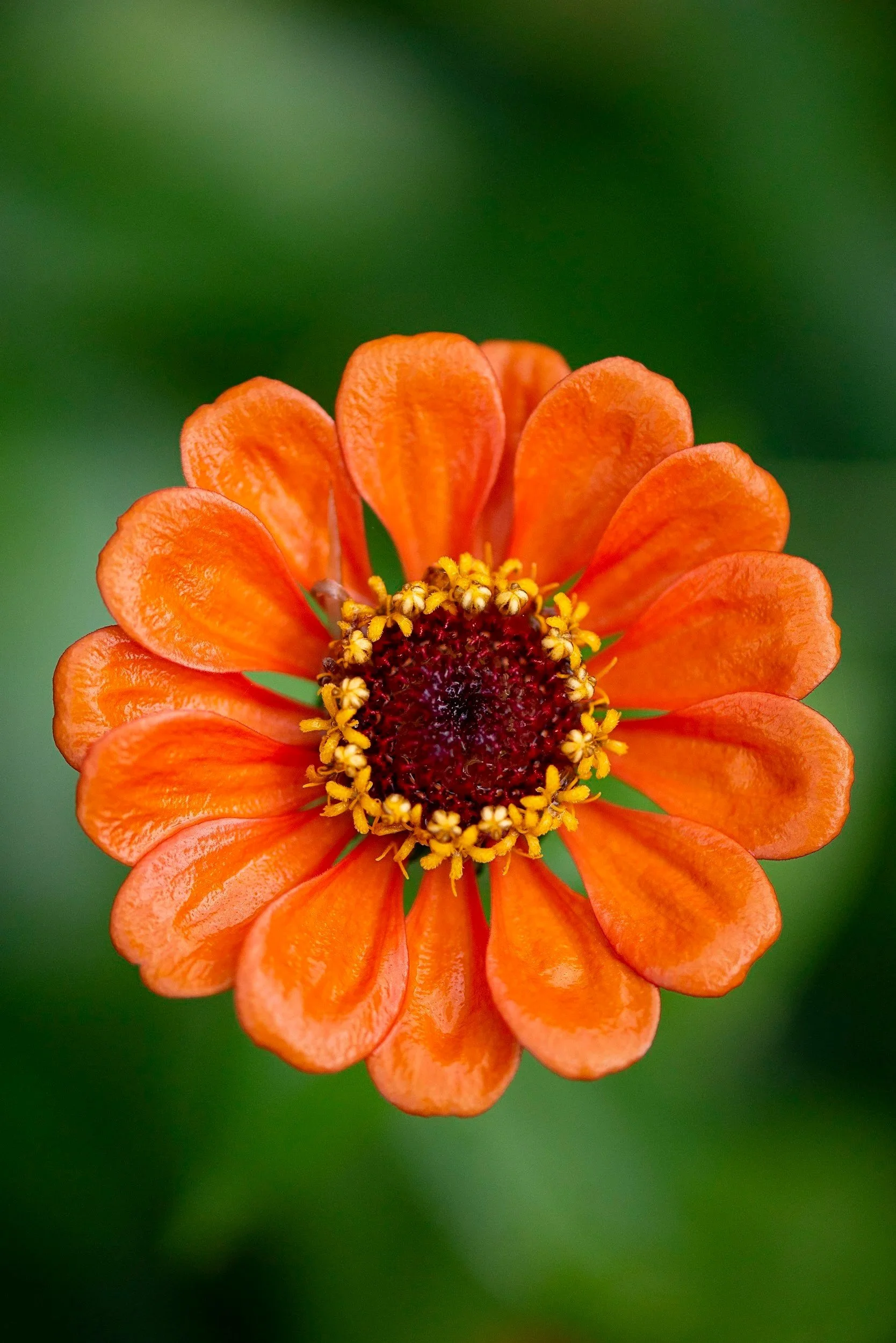 Close-up of an orange flower with multiple petals and a yellow and dark red center, blurred green background. Individual therapy and psychological assessments in a warm, welcoming environment.