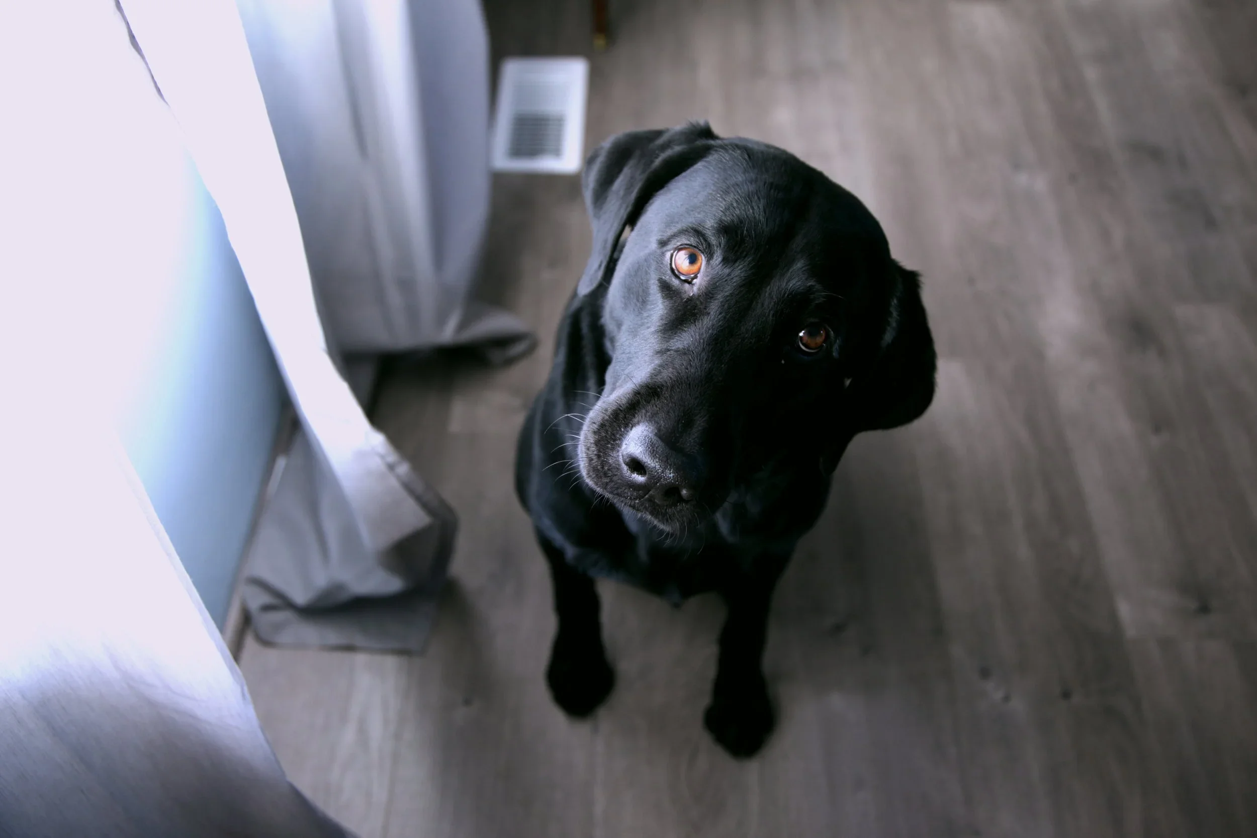 Dementia Dog Project