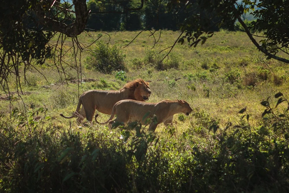 A lion and lioness walk together through an open grassland clearing at Lake Nakuru National Park, Sunday, Jan. 1, 2012, near Nakuru, Kenya.
