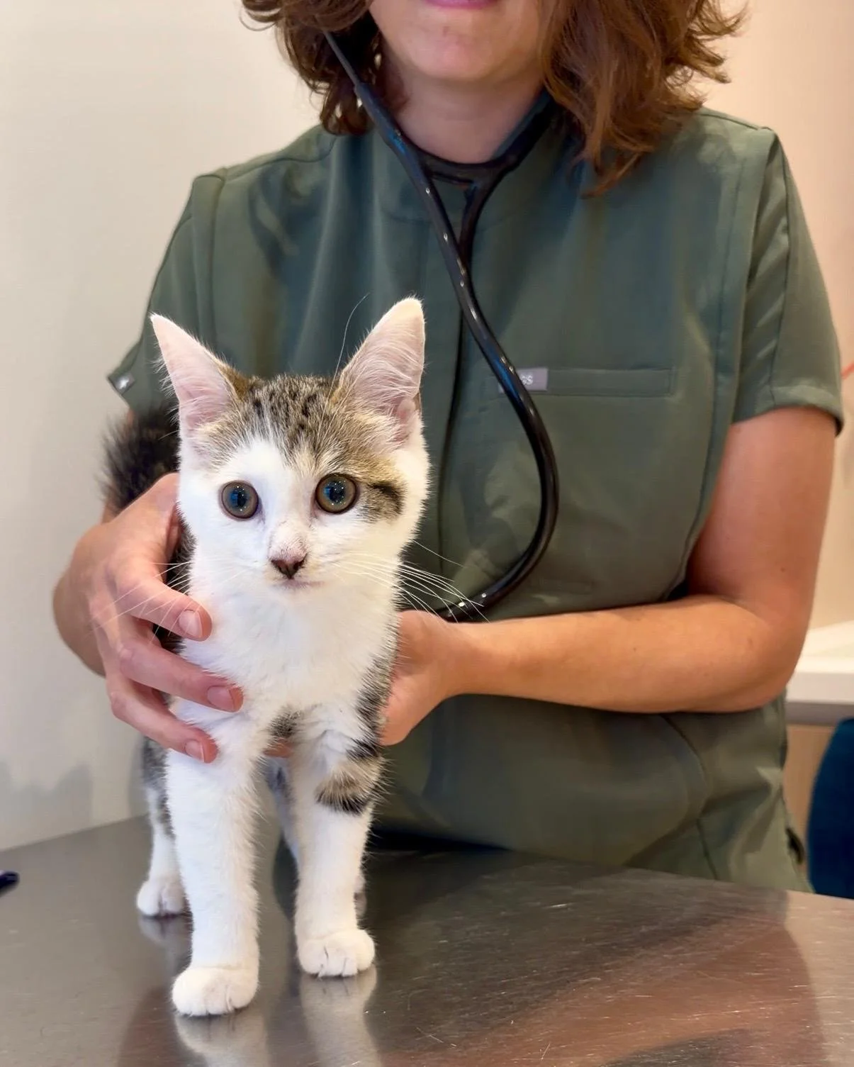 Vétérinaire tenant un chaton blanc et tacheté dans une salle d'examen.