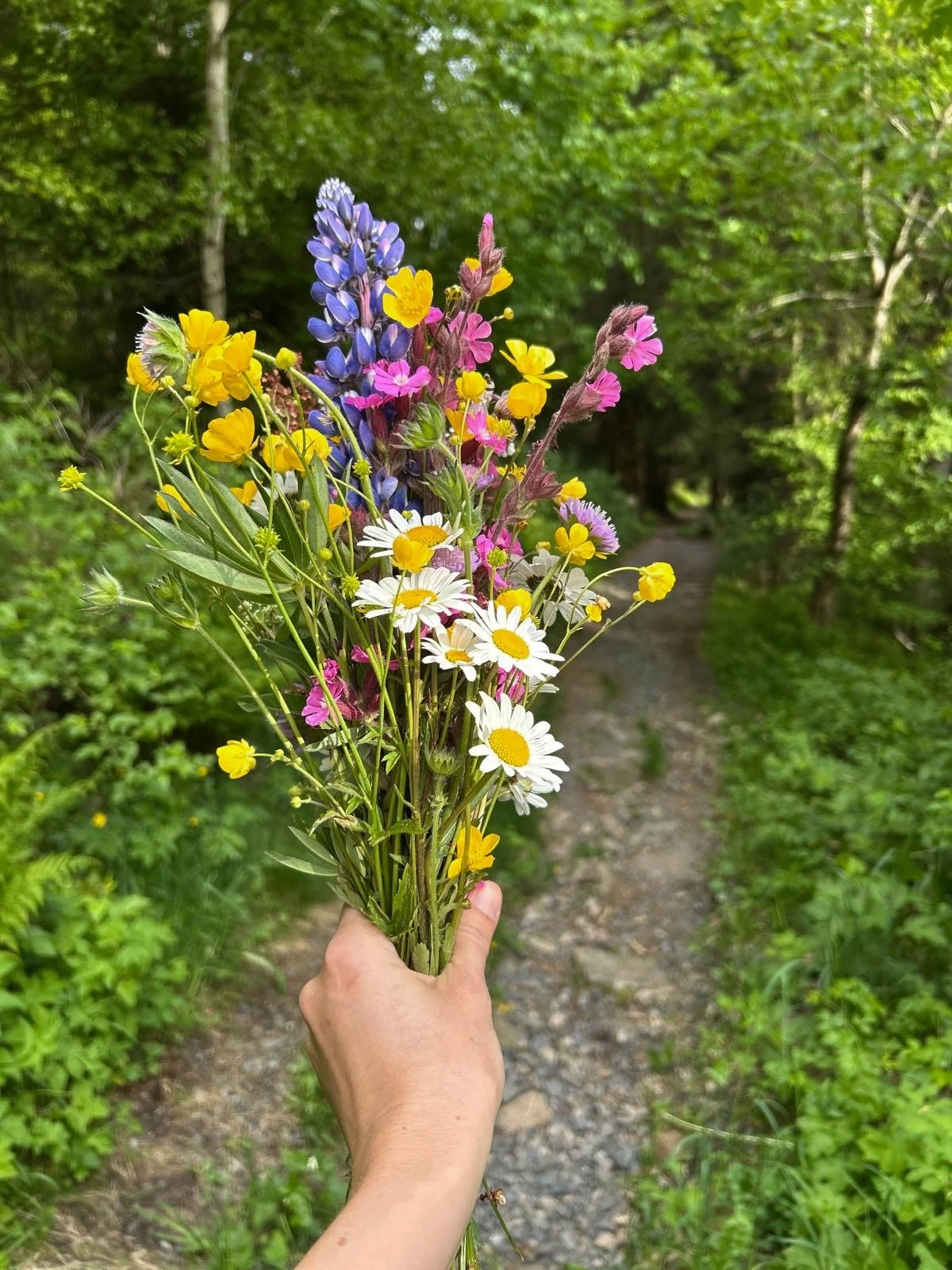Person holding a colorful wildflower bouquet in a lush green forest with a dirt trail