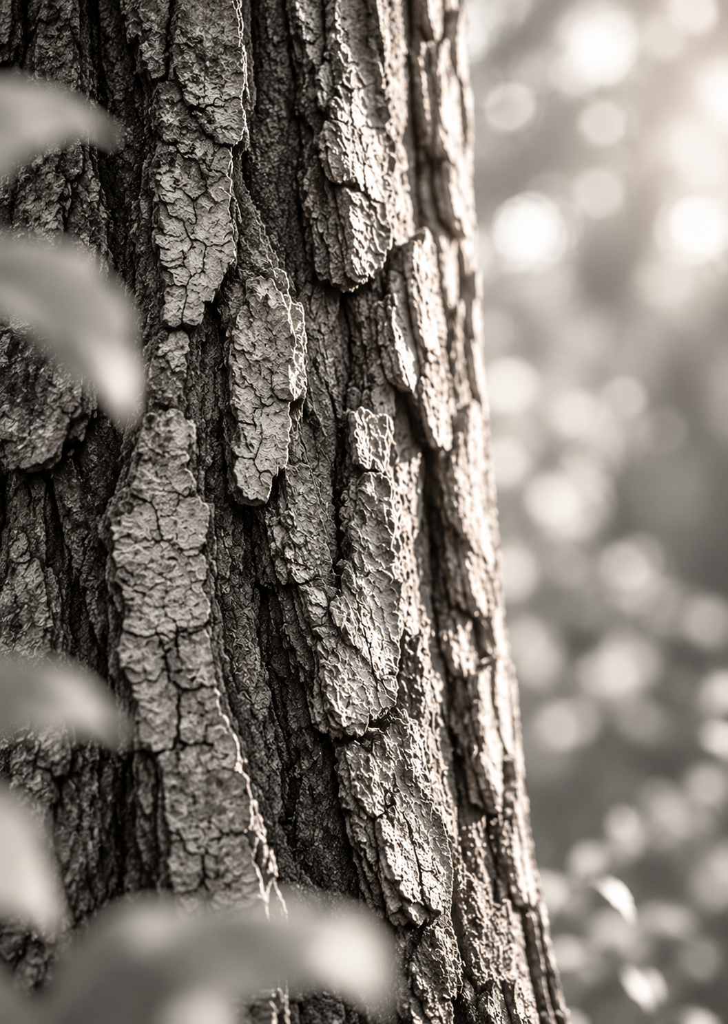 Monochrome Baumrinde im Wald2.png