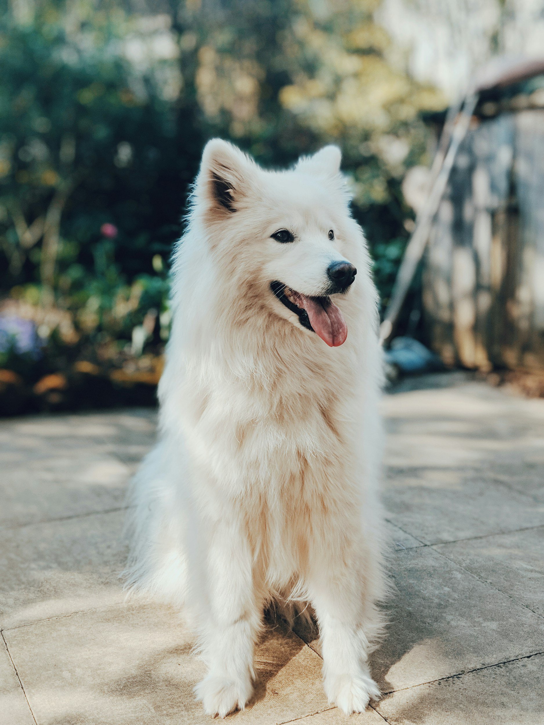 A fluffy white dog, possibly a Samoyed, sitting outdoors on a concrete surface with a blurred background of green trees and a wooden fence.
