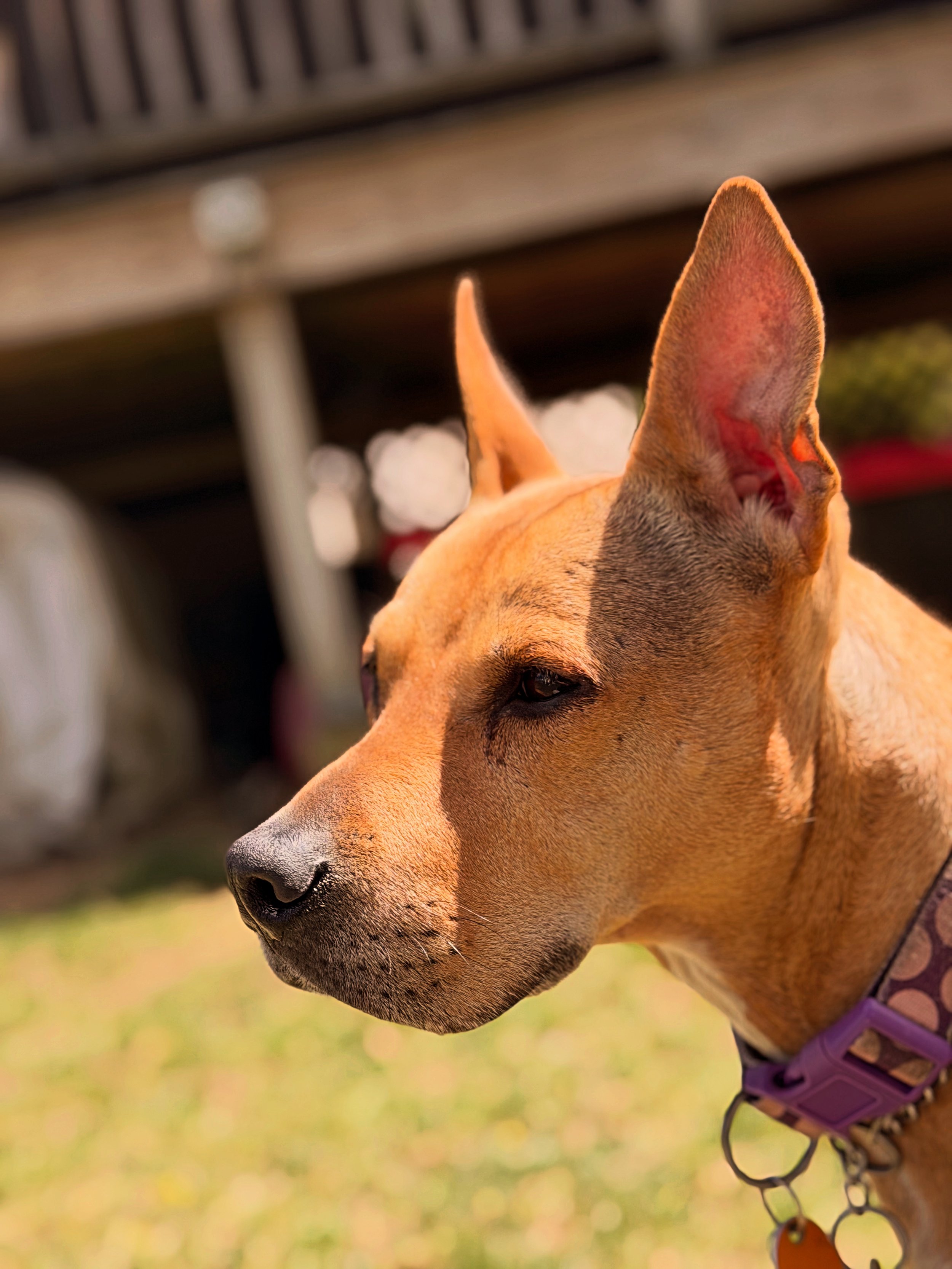 Private Lessons for Pet Dogs
