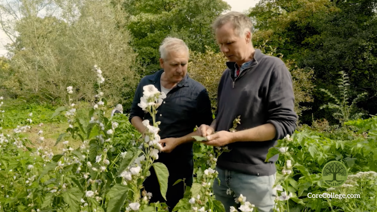 The Best Herbs to Grow in Ireland