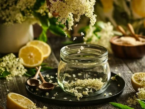 The Power of Herbal Medicine, one-day conference, Saturday 12 September 2026