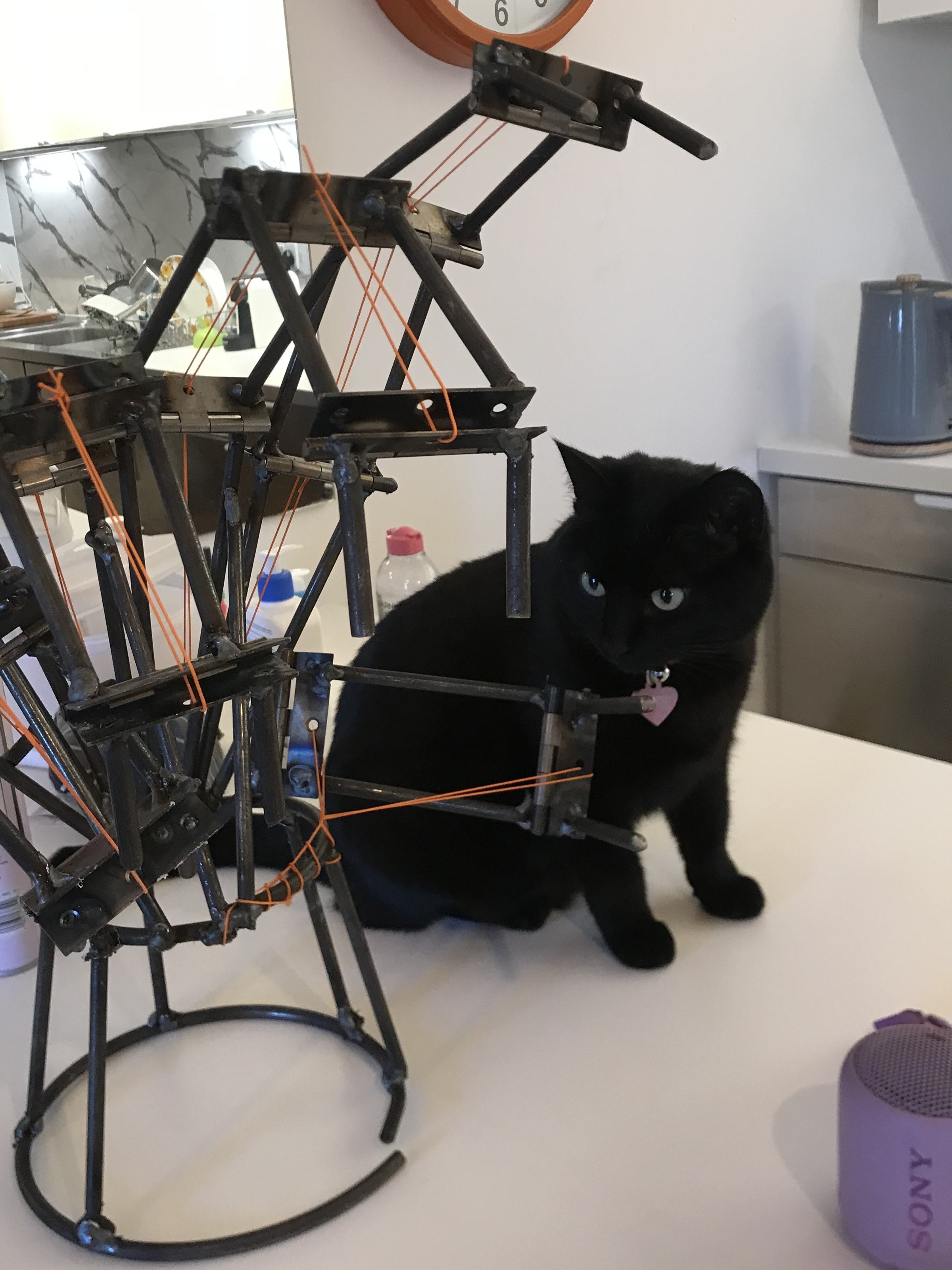 with cat.jpeg