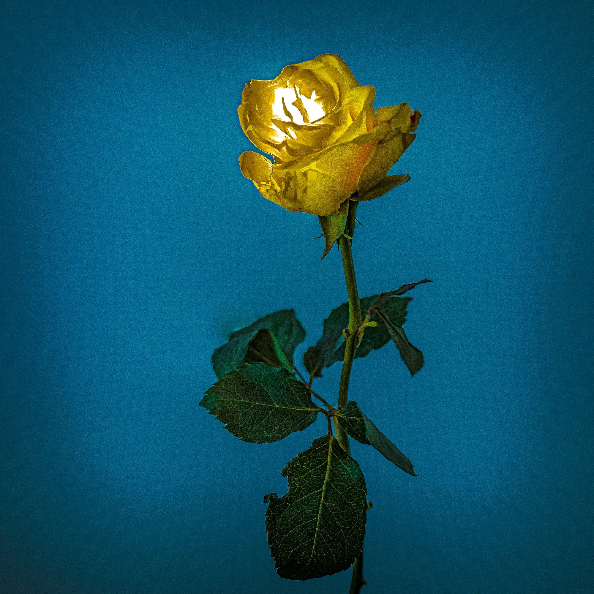 still life-6 copy.jpg
