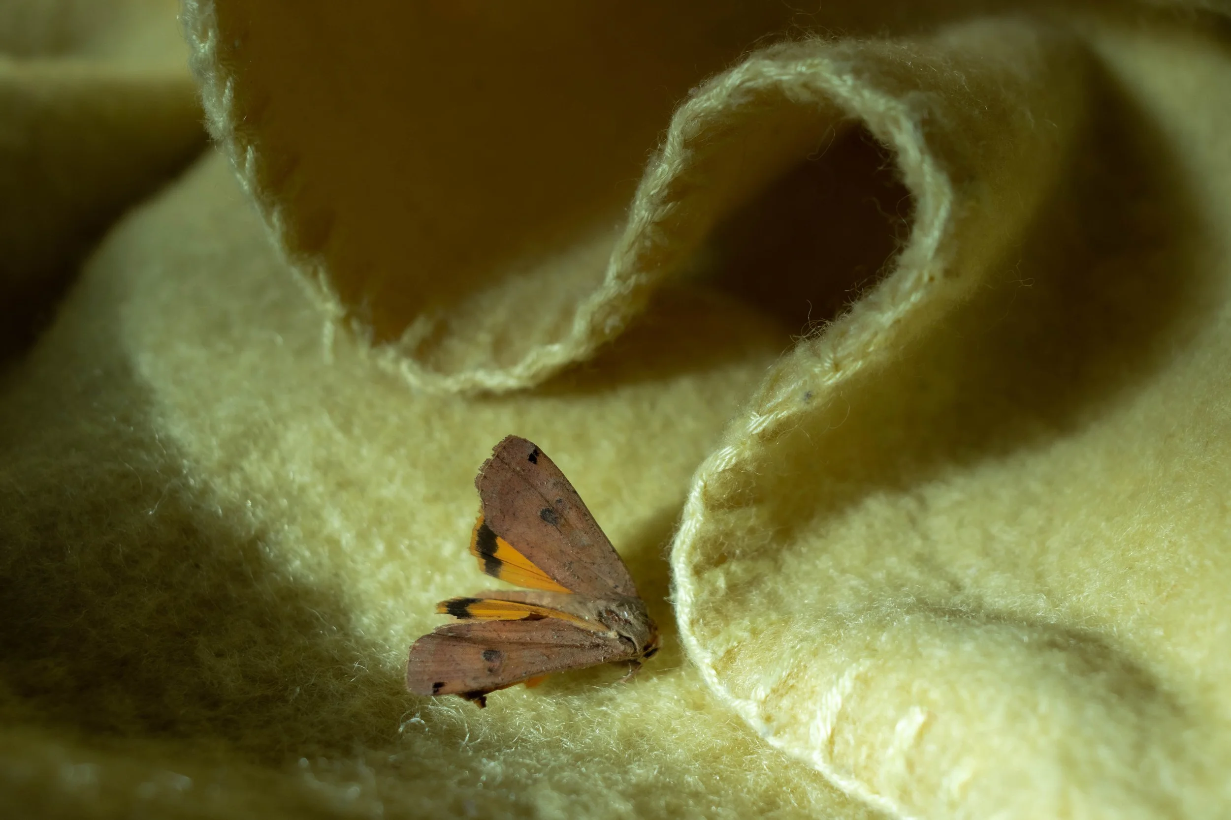 Wintersleepers Still life (2).jpg