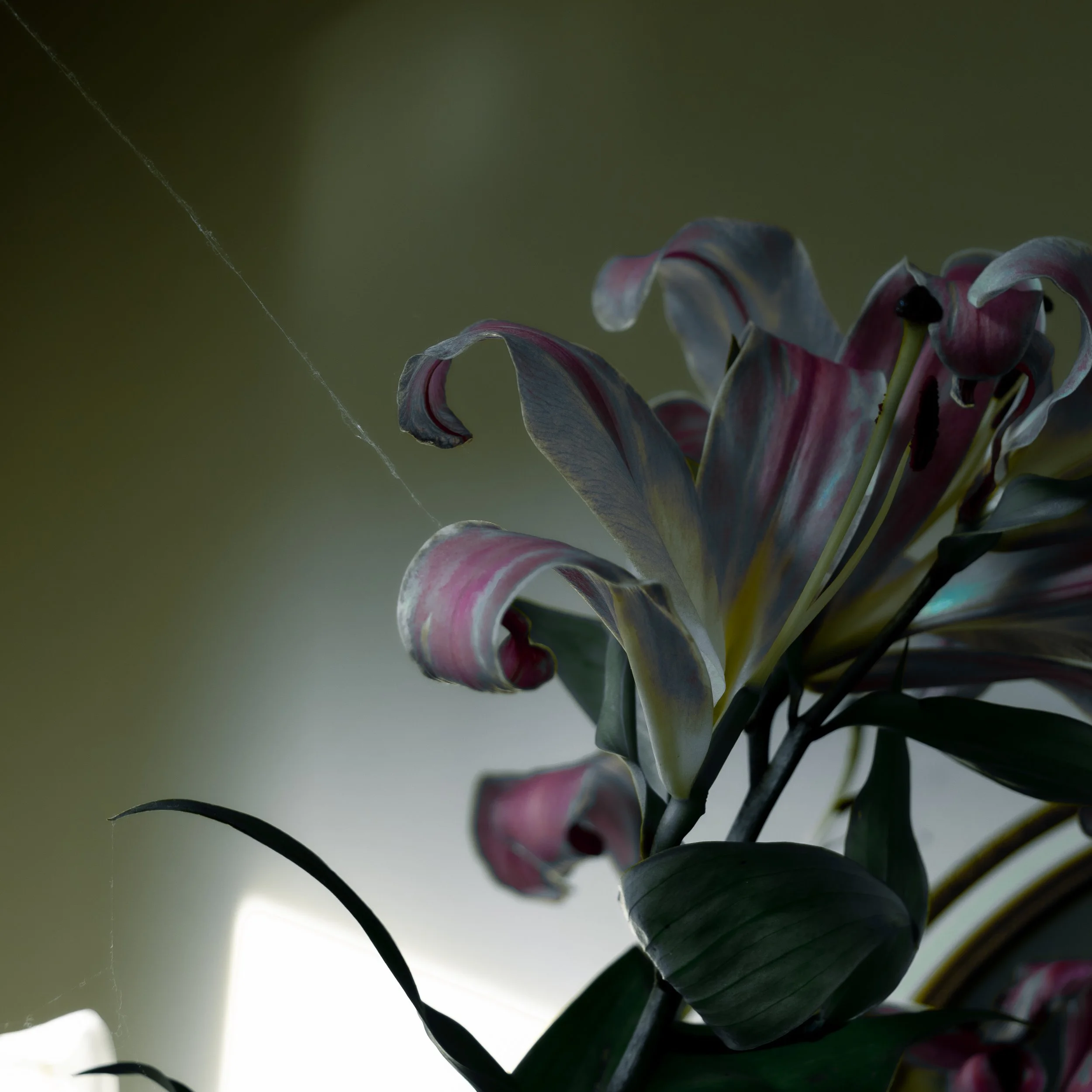 still life - burned out beauty (1 of 1)-3.jpg