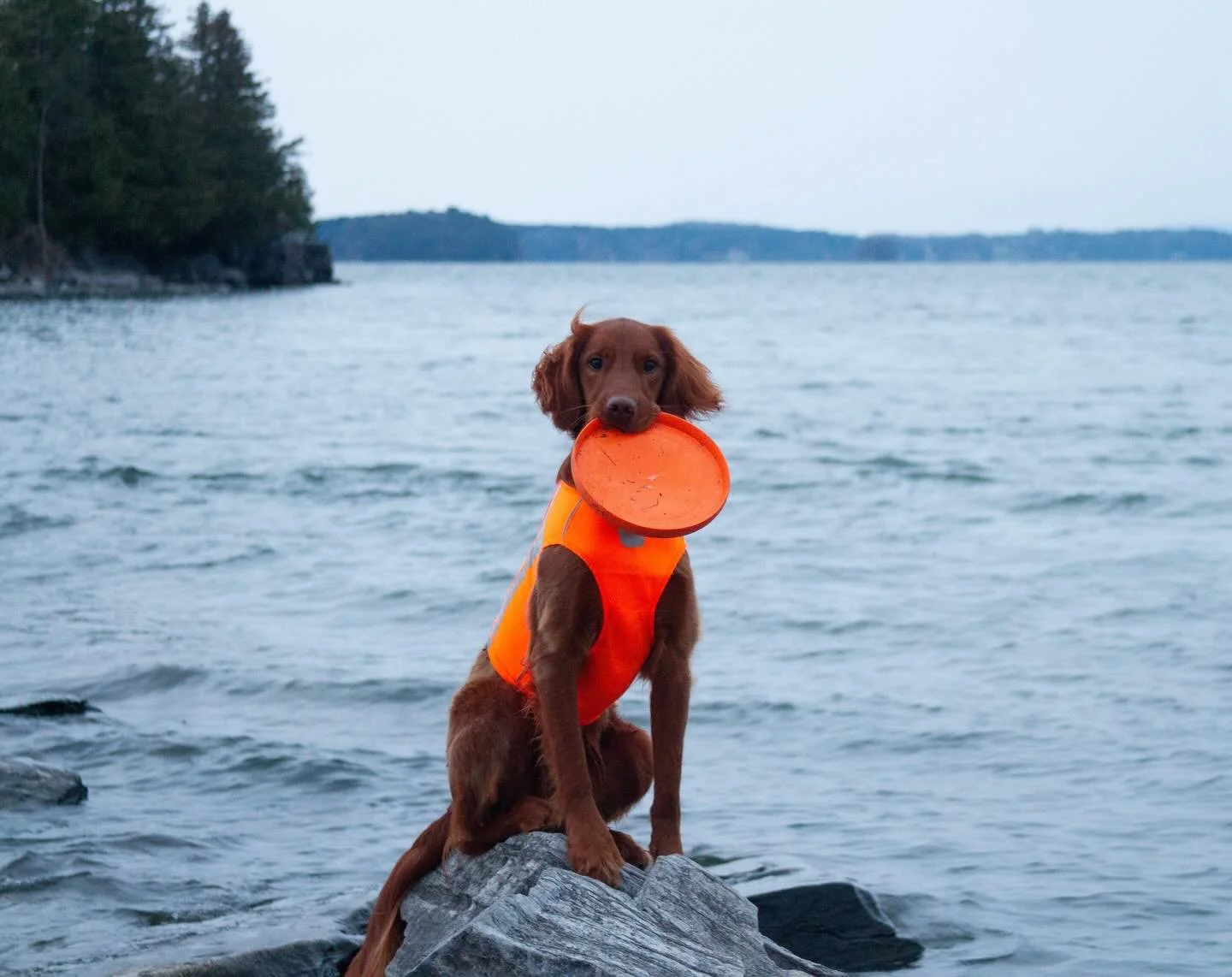 Meet Cedar 🐾

Cedar came home to us in 2019 as a tiny, wild little gremlin with endless energy and an even bigger personality. After raising our laid-back Golden Retriever, Sage, we quickly realized life with a sporting dog would be a very different