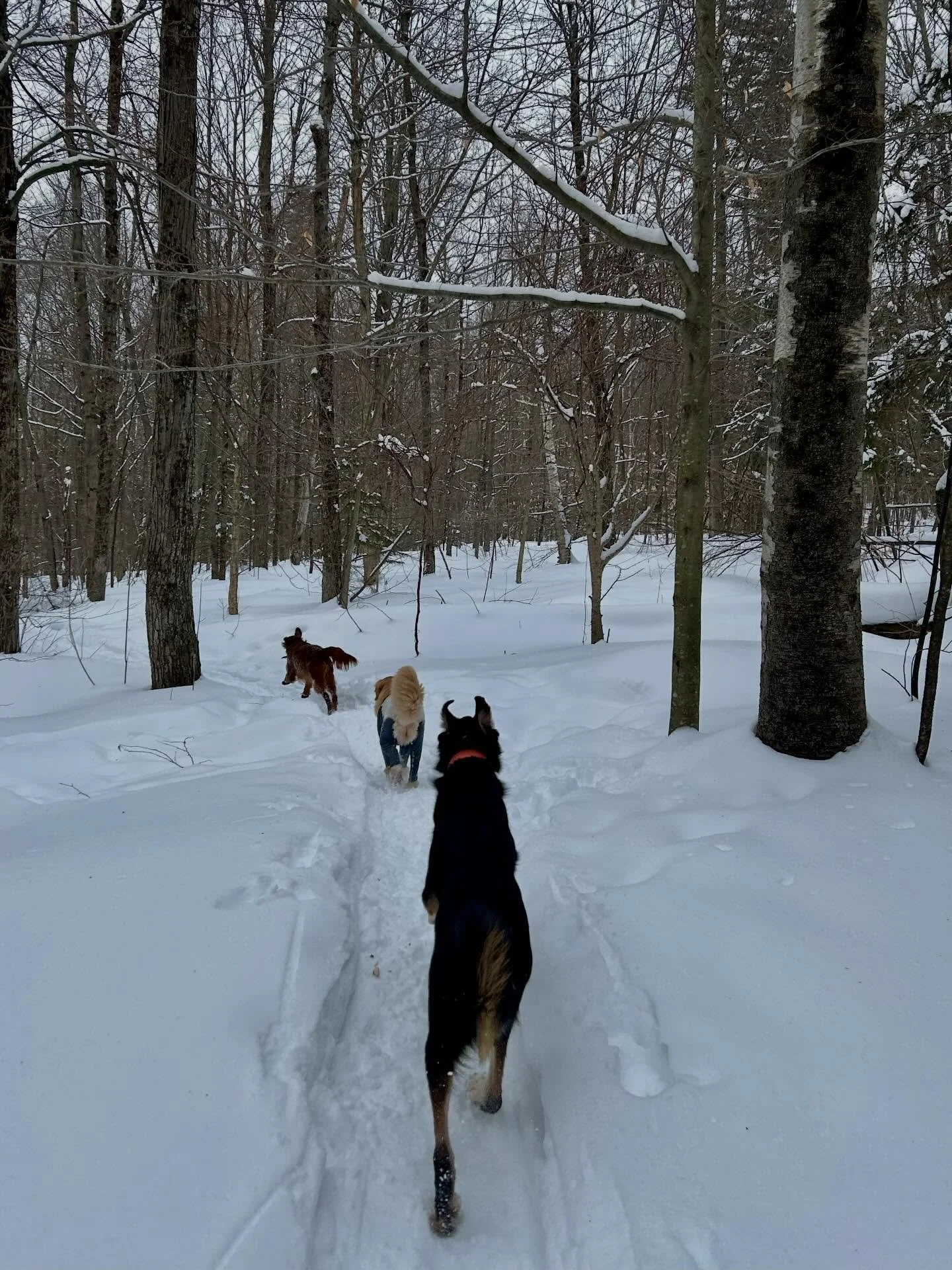 What is dog camp? 🐾

We pick up your four-legged friend from home and head into the beautiful Vermont countryside for two hours of fresh air, off-leash play, and scenic trail adventures with a carefully selected small group of canine pals.

Every ou