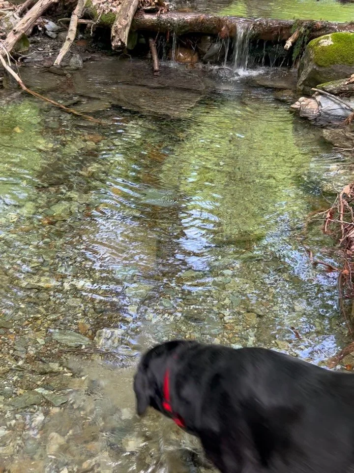 Stream days are here. 

#dogcamp #vermontdogs  #adventuredogs #hinesburgvt #doghiking