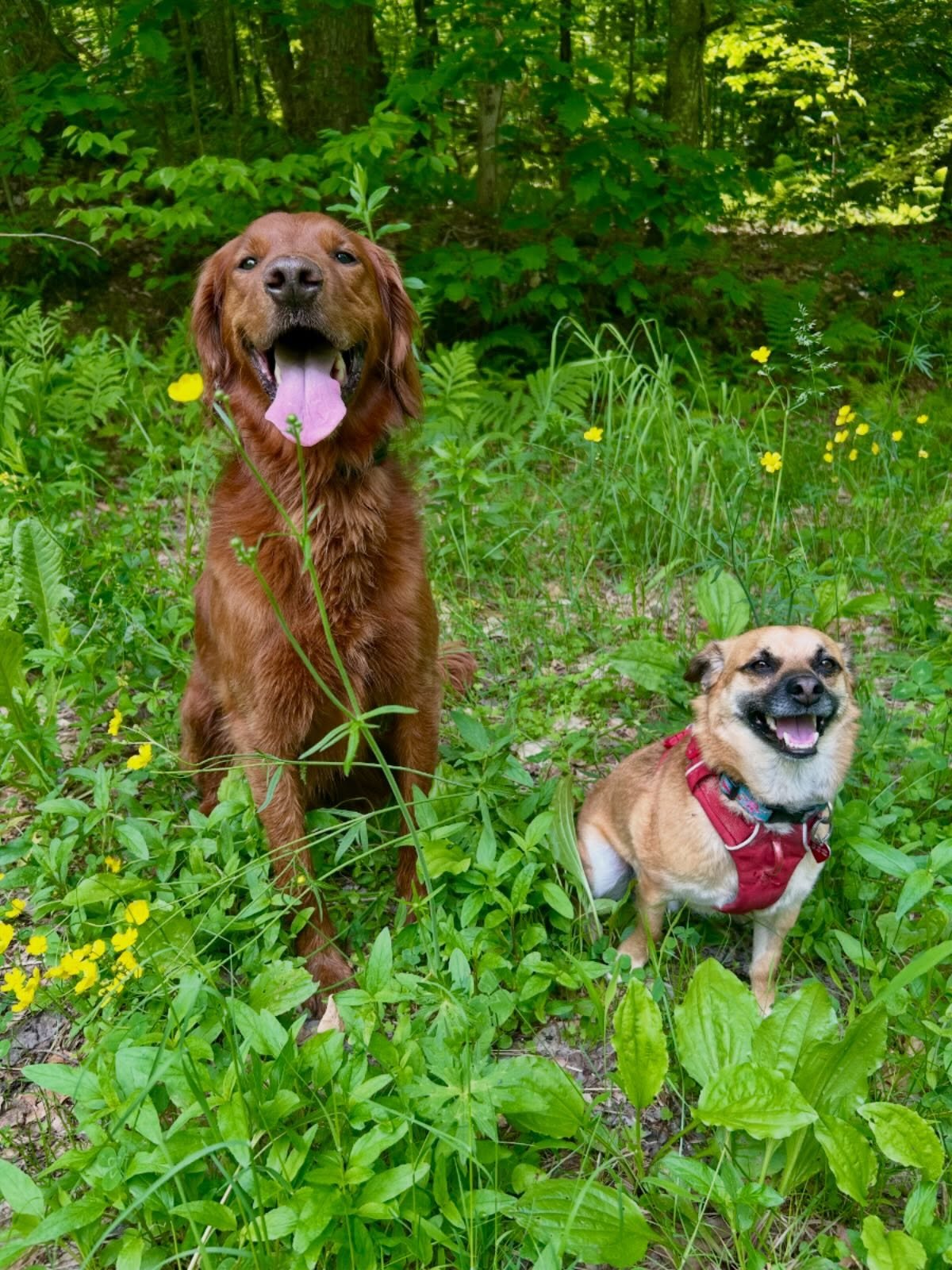 Lunch walk with the happiest boys.