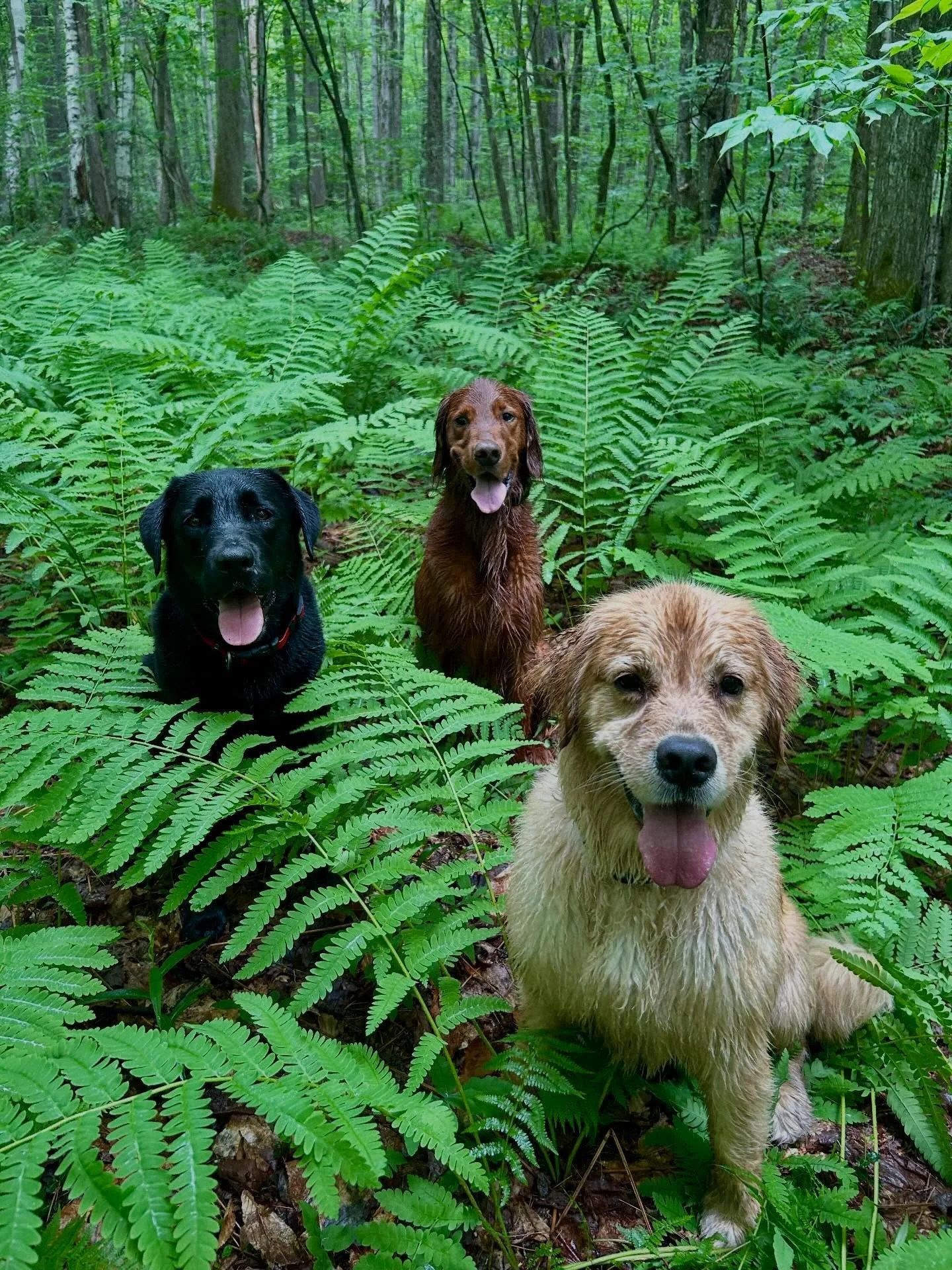 Thursday camp crew featuring fern tunnels, stream swims and happy pups 🐾

#vermontdogs #dogcamp #dogsofvermont #adventuredog #vermontlife