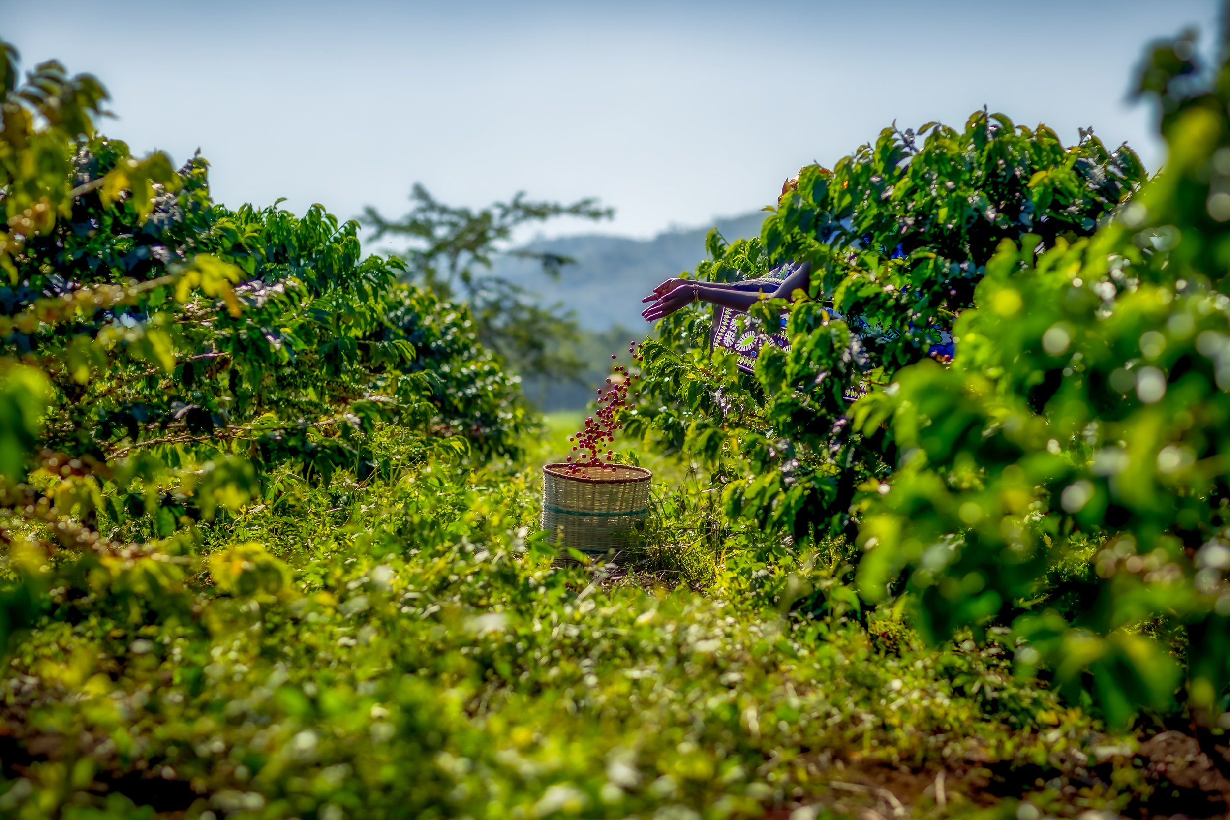 Uganda Bukonzo Natural Process