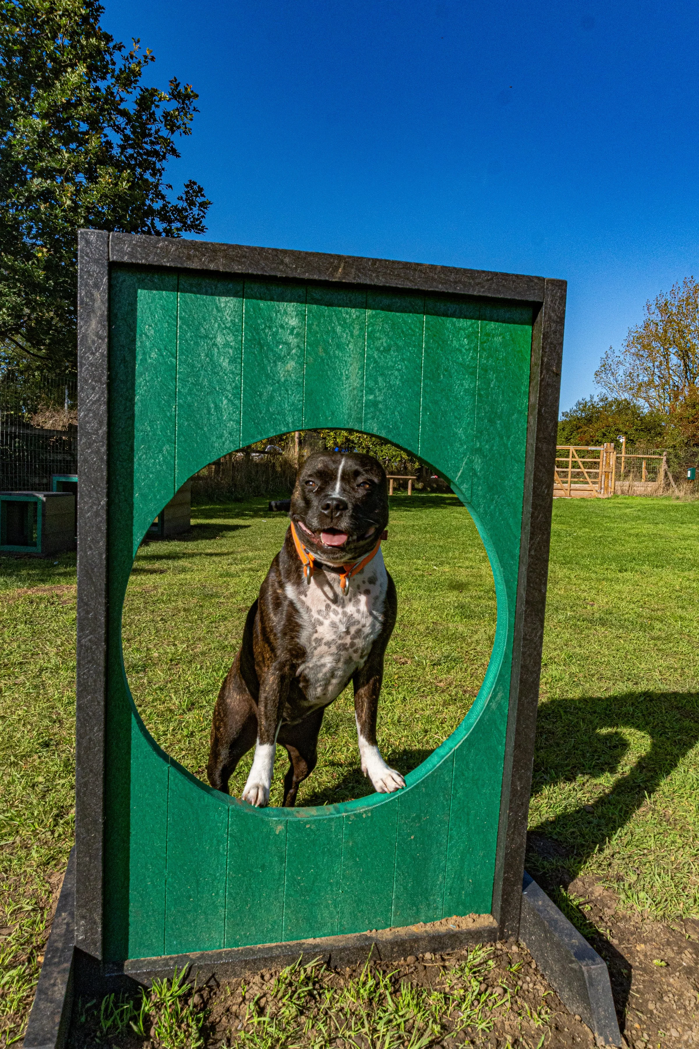 A black and white dog with a pink tongue standing inside a circular opening of a green agility training obstacle in an outdoor park setting with trees, grass, and a wooden fence.