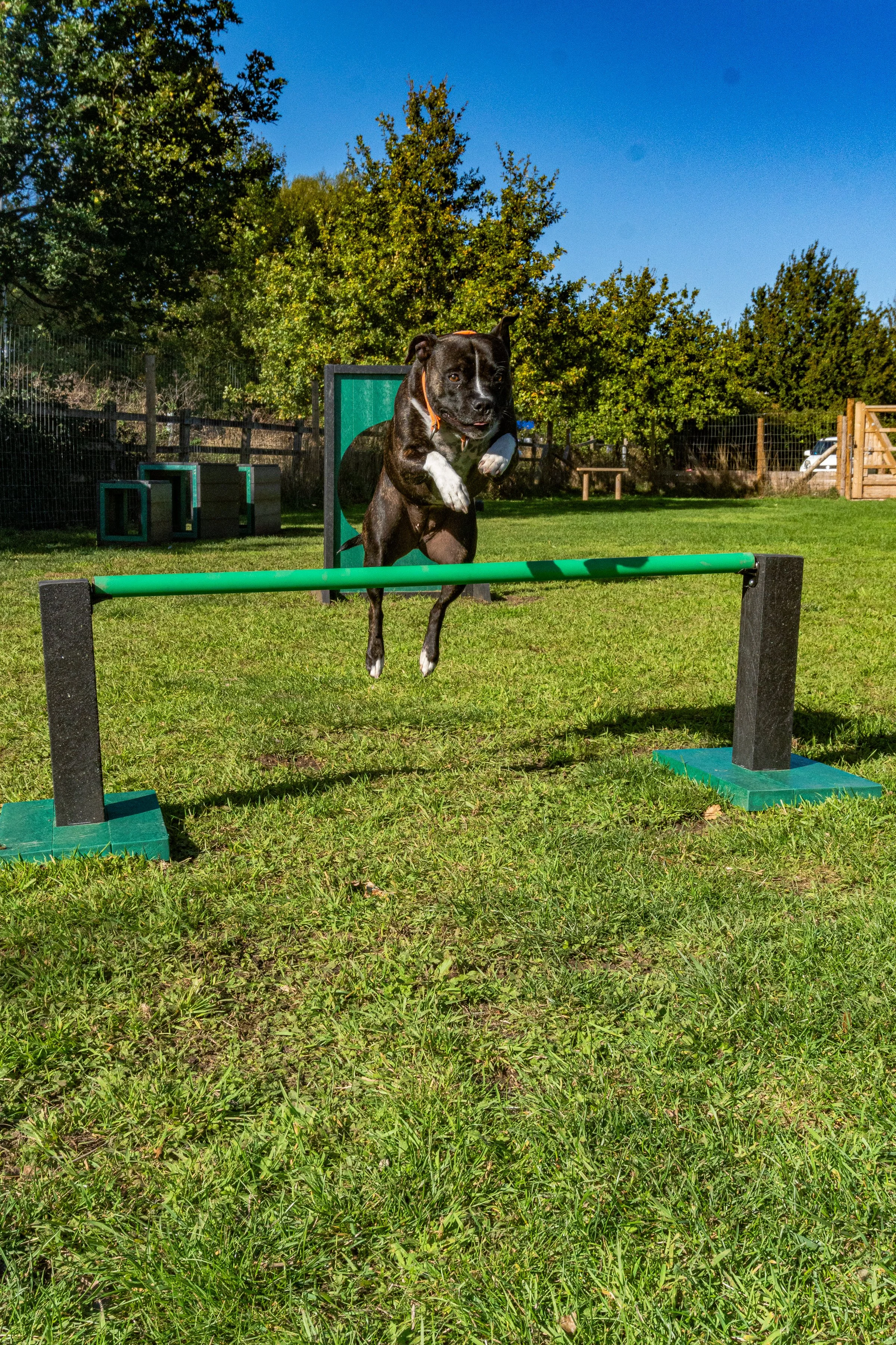 Black and white dog jumping over a green obstacle in a grassy outdoor area with trees and a fence in the background on a sunny day.