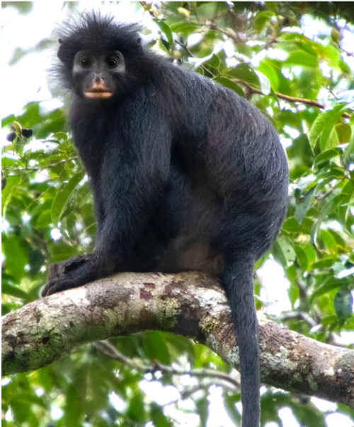 Une nouvelle espèce de singe, le likweli, officiellement identifiée en République démocratique du Congo