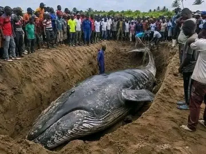 La baleine échouée du Congo