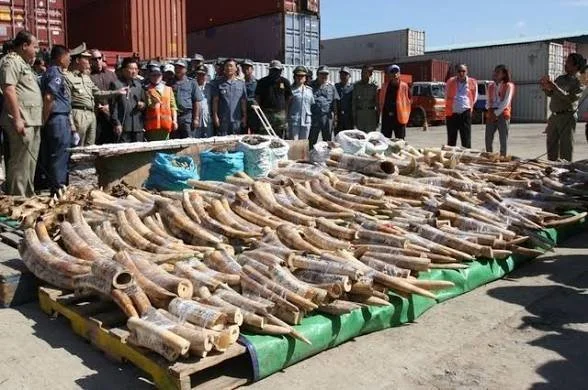 Saisie record de plus d’une tonne d’ivoire au Vietnam en provenance du Congo Kinshasa