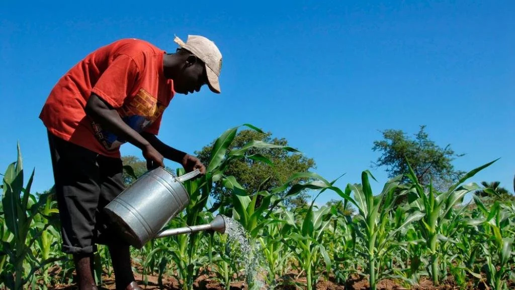 La République démocratique du Congo : un géant agricole face au défi de la souveraineté alimentaire