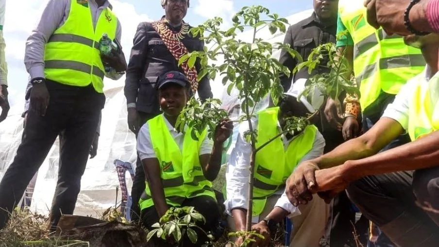 Forêts du Congo-Kinshasa : où vont les milliards destinés au reboisement ?