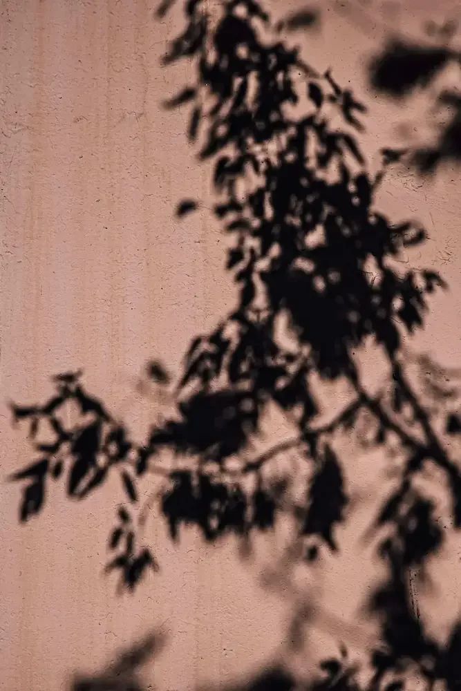 Shadow of leafy plant cast on a pink textured wall.
