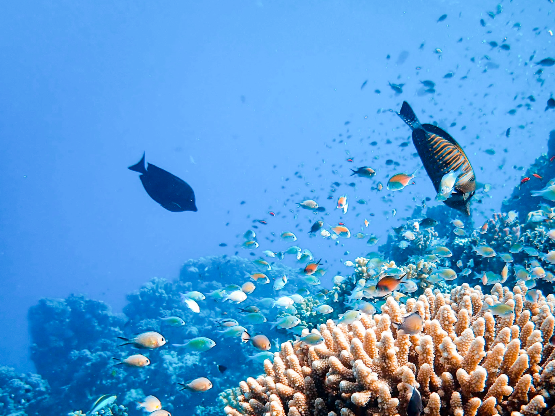 An underwater scene with a school of colorful fish swimming near a coral reef.
