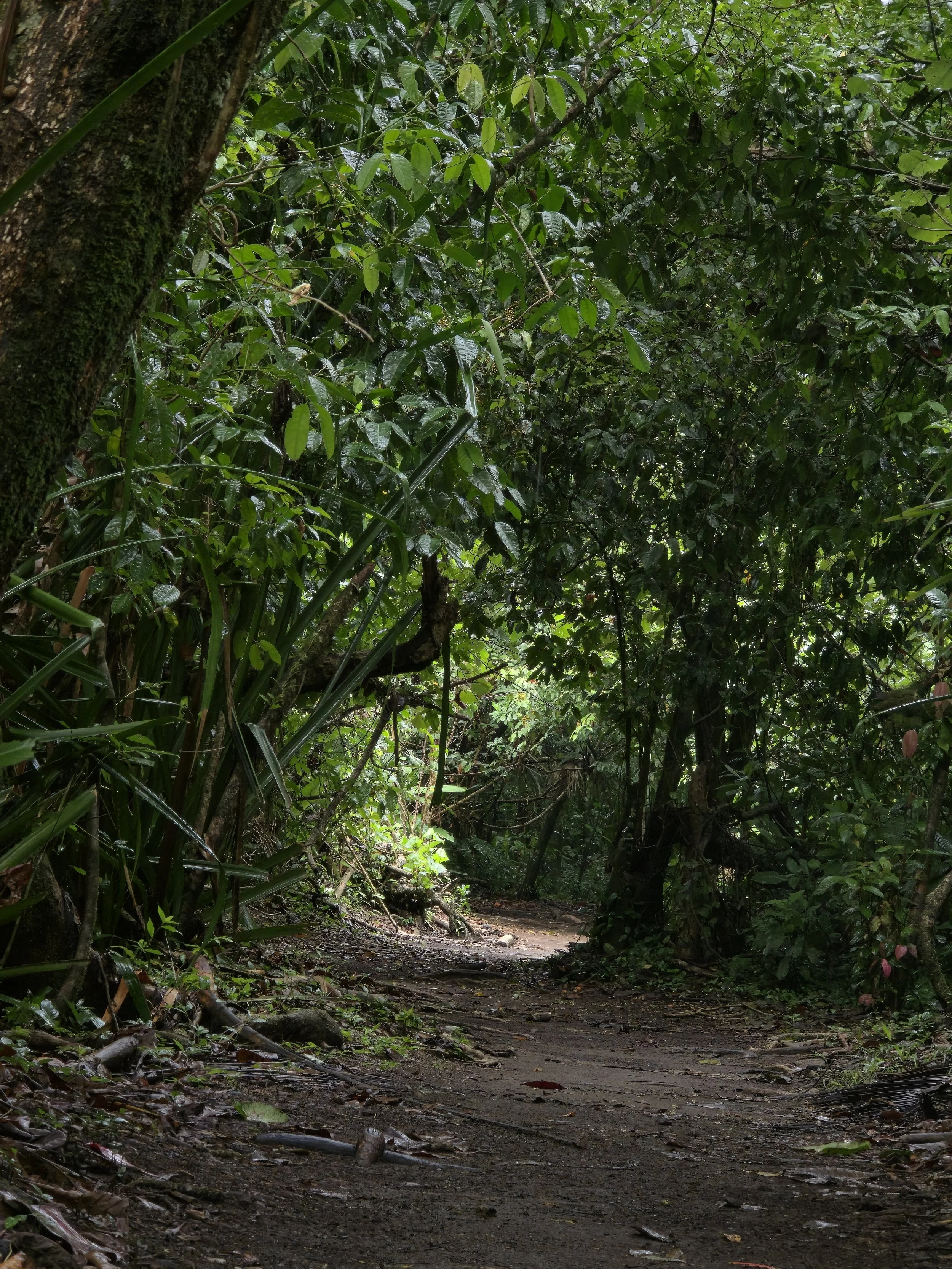 El Sendero del Depredador Alfa: Secretos Ocultos del Bosque Lluvioso.