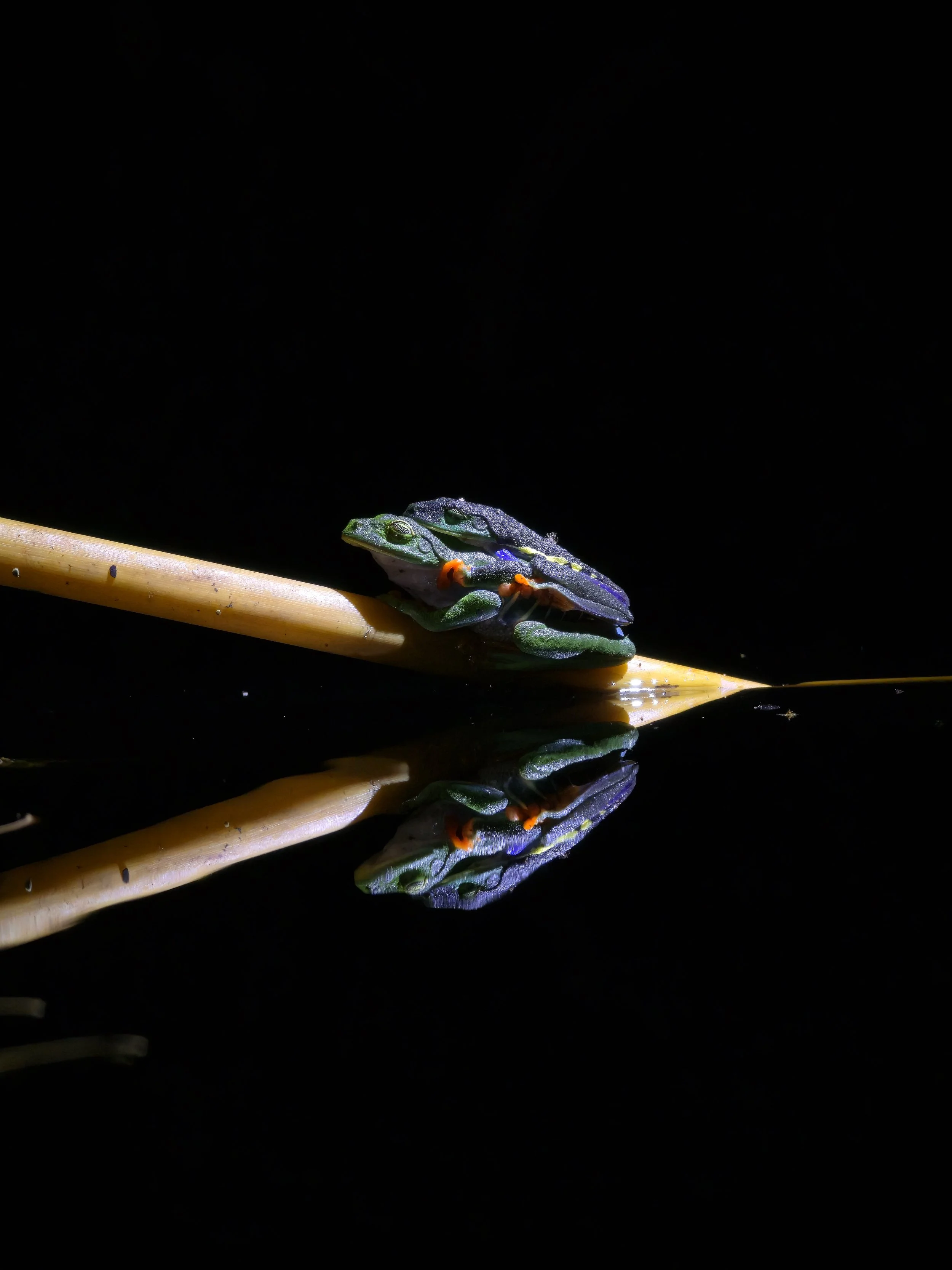 Tortuguero Despues del Crepusculo: Clase Maestra de Biodiversidad Nocturna.