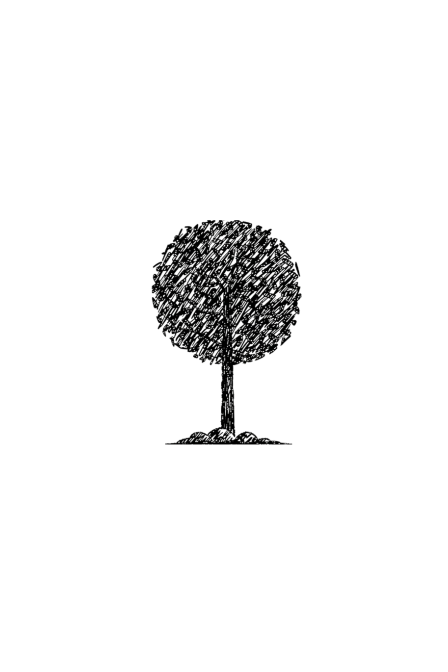 Schwarz-weiss gezeichnete Illustration eines Baumes mit runden Blättern, einem Stamm und einer kleinen Bodenfläche.