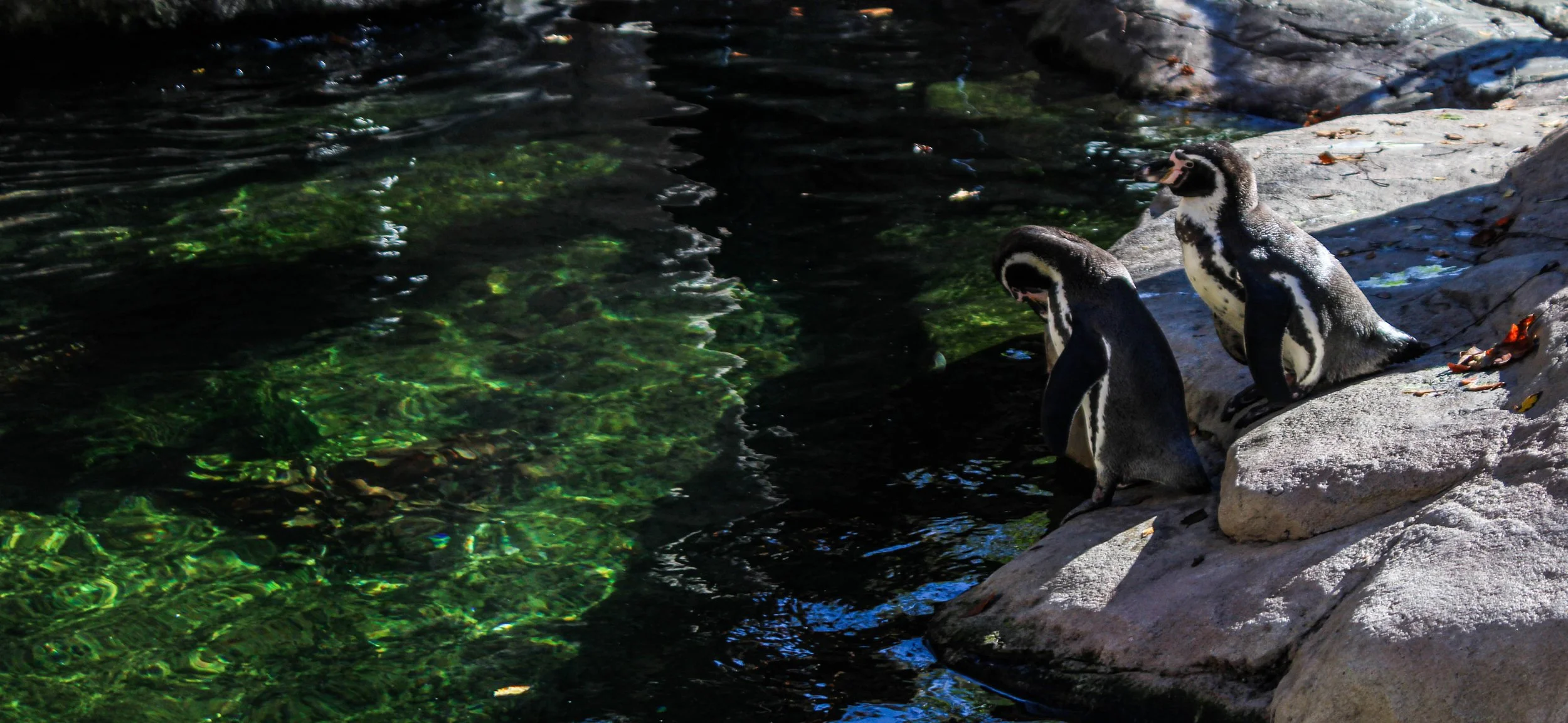 evans zoo image.jpg