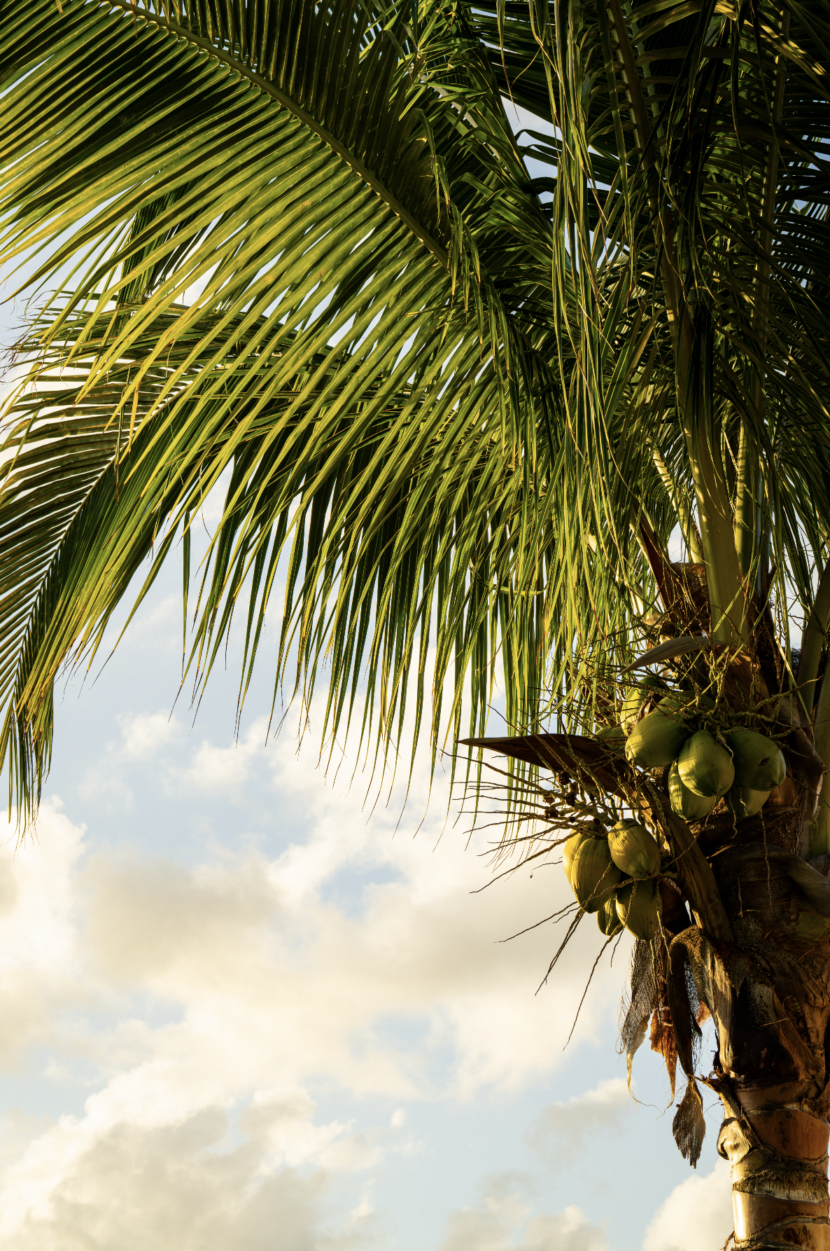 A tall palm tree with green coconuts growing near the trunk, set against a partly cloudy sky.