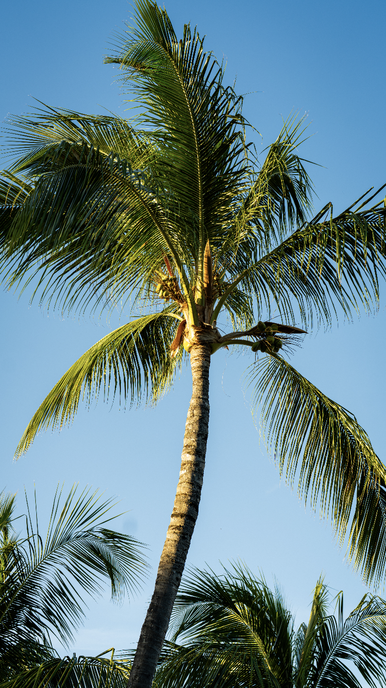 A tall palm tree with a slender trunk and large green fronds against a clear blue sky.