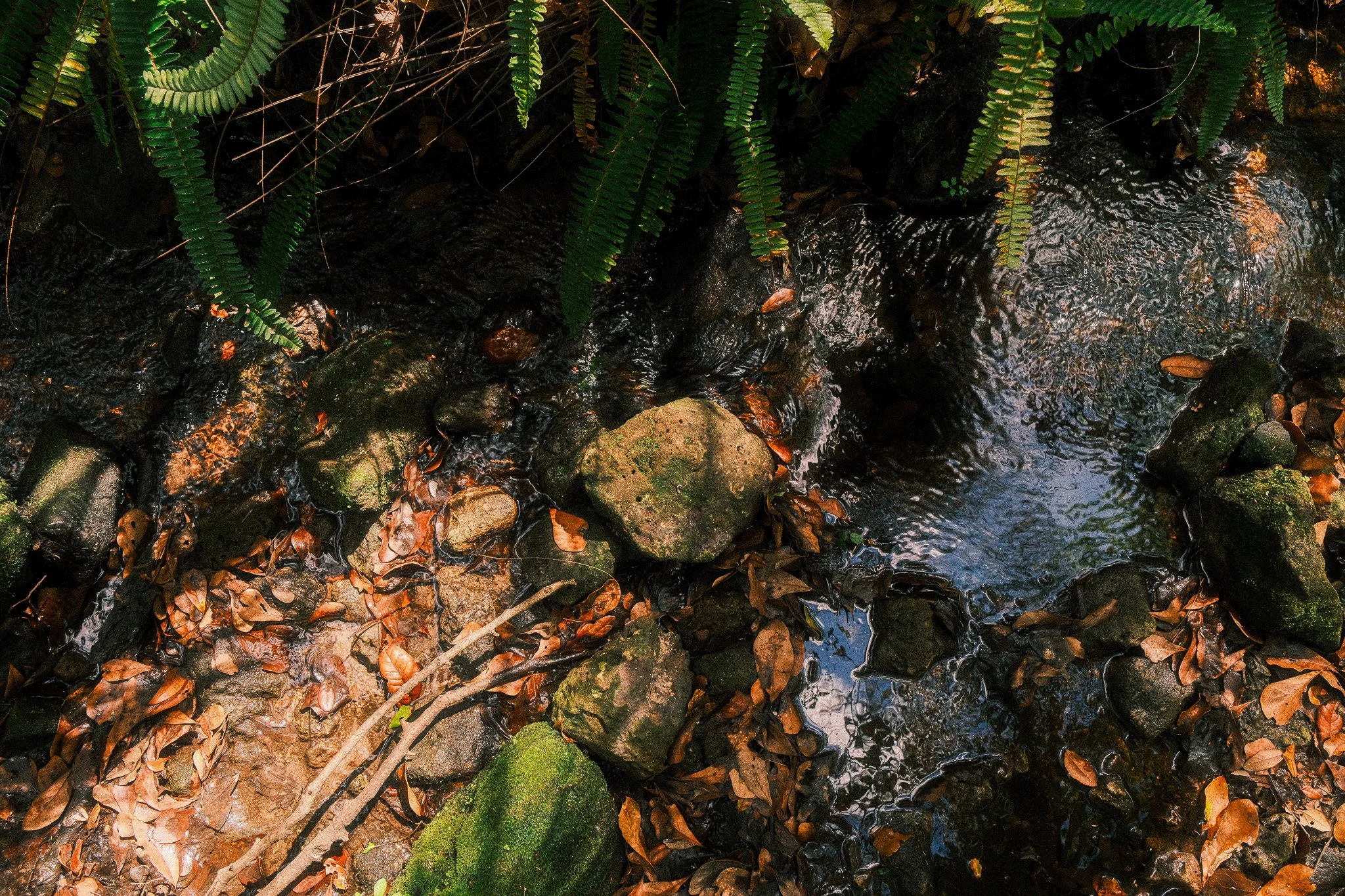 DSCF0071-2.jpg