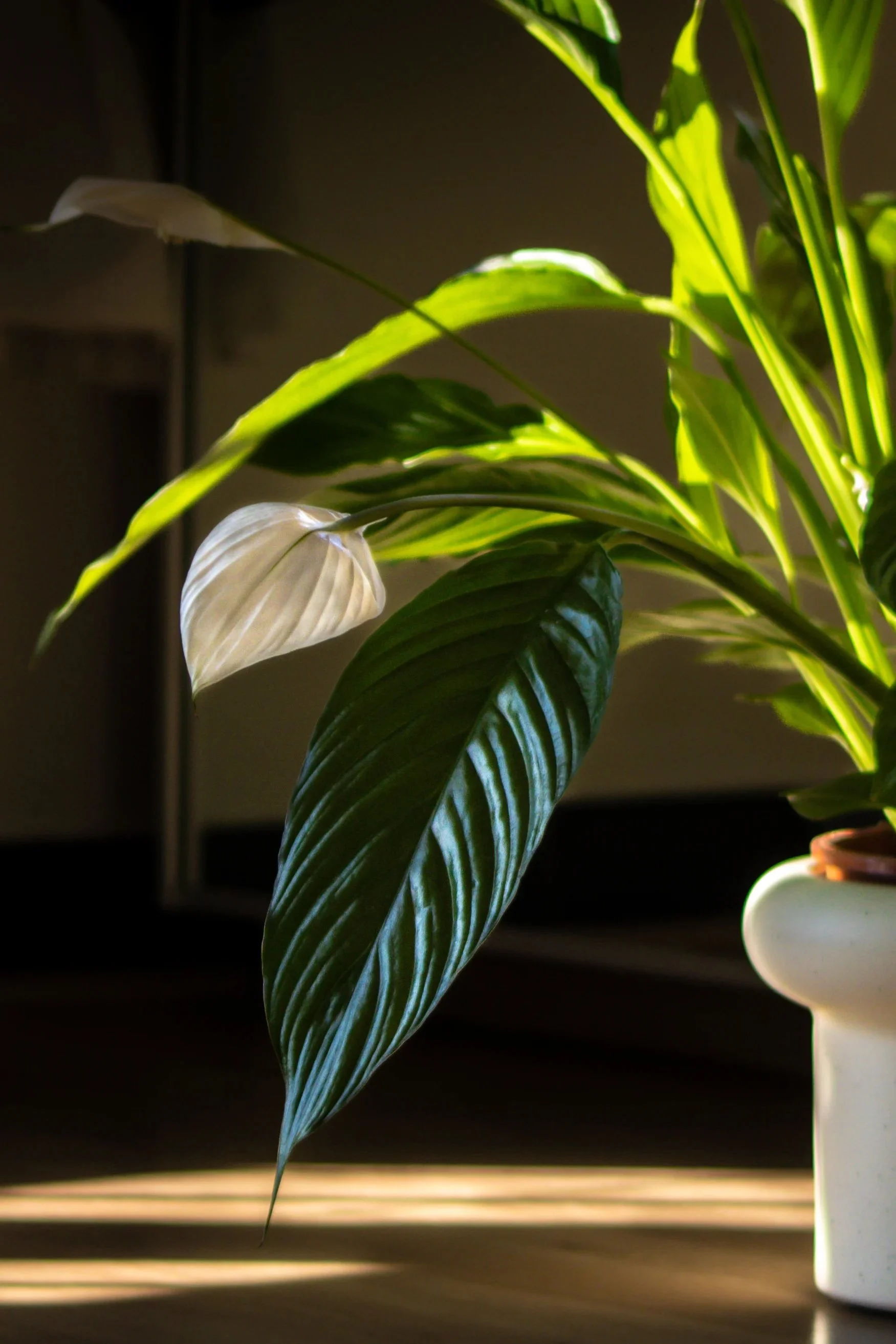 A peace lily with green leaves and a white flower, in a white pot, on a wooden surface, with sunlight creating shadows through window blinds.