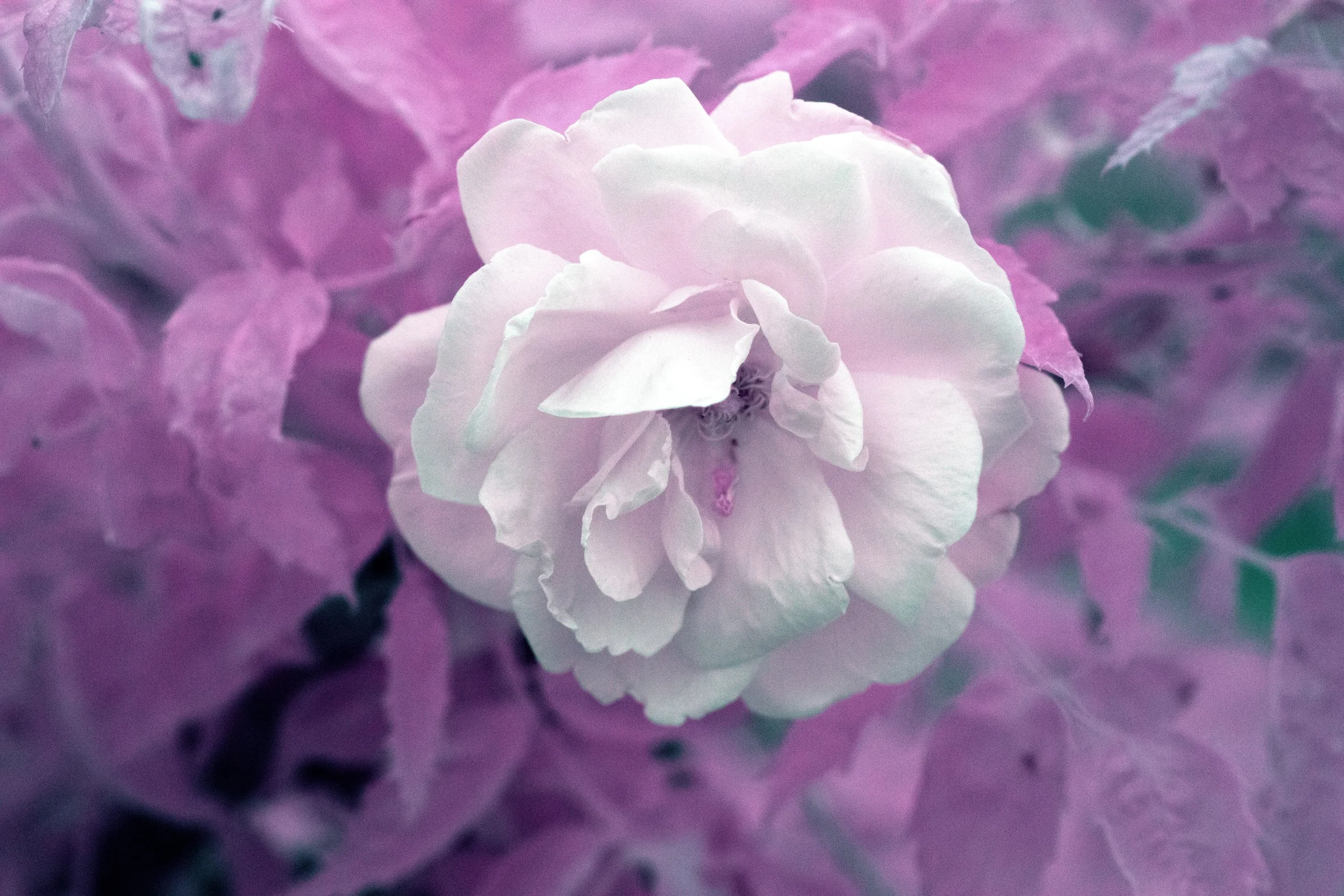 8K6A5045b.jpg