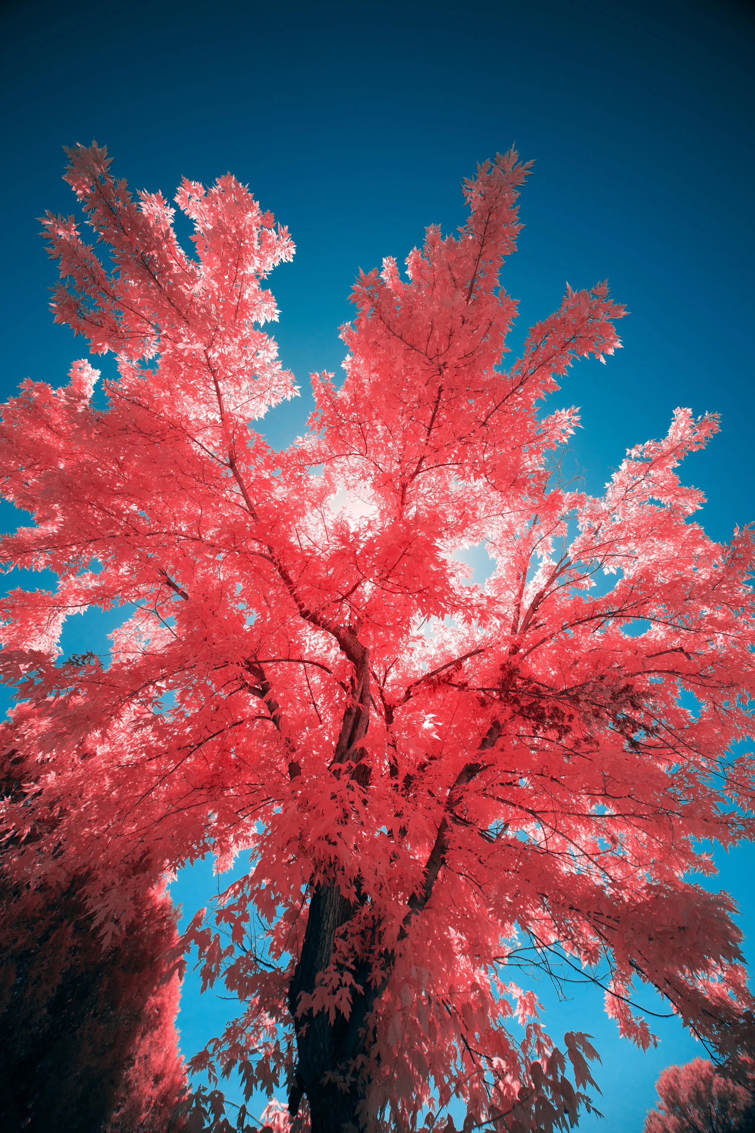 8K6A4540.jpg